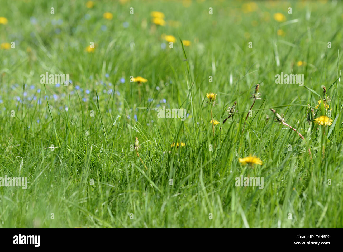 Green grass and flowers in the meadow on a bright sunny day. Natural ...