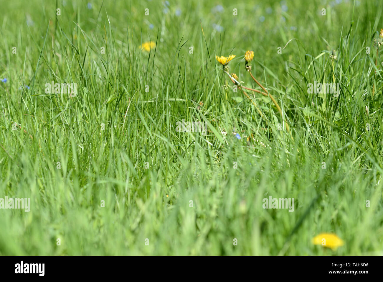Green grass and flowers in the meadow on a bright sunny day. Natural ...