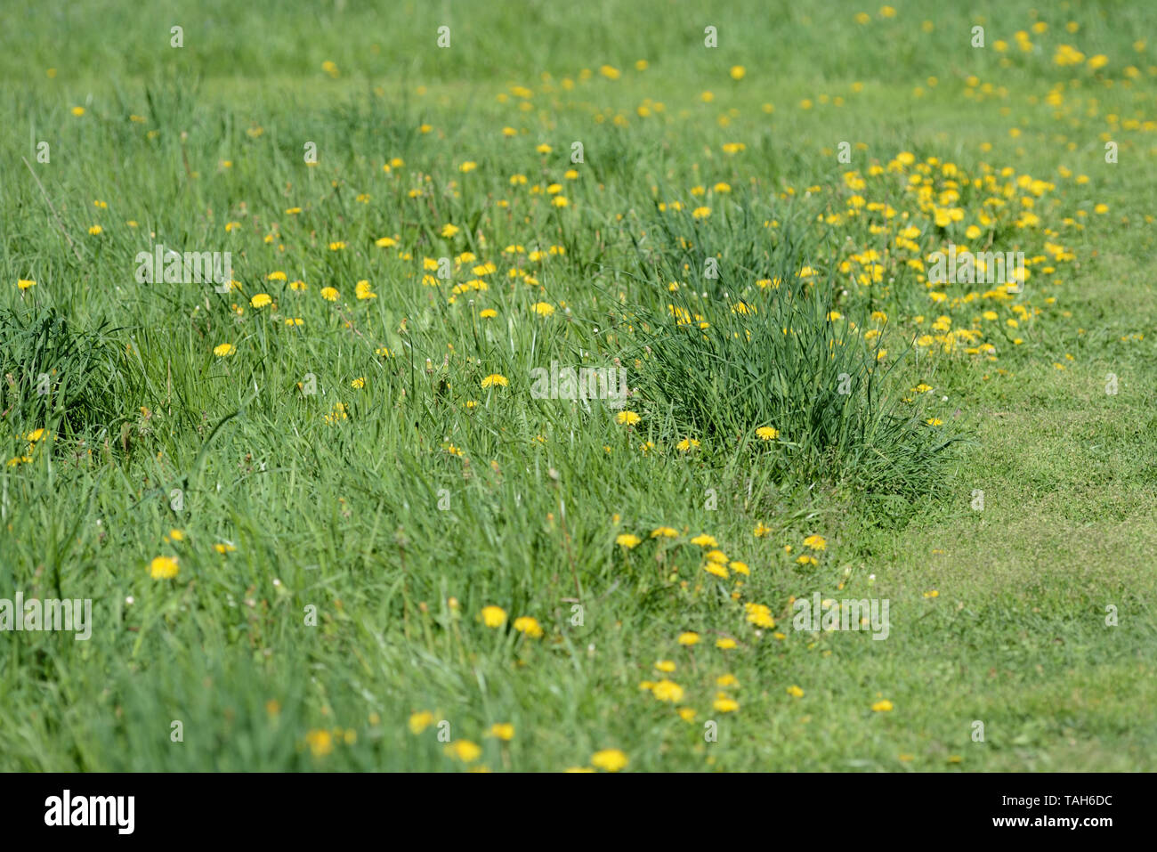 Green grass and flowers in the meadow on a bright sunny day. Natural ...