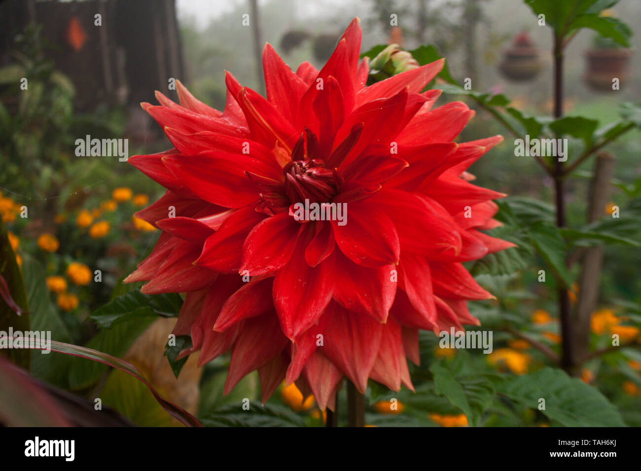 Bangladeshi dahlia flower hires stock photography and images Alamy