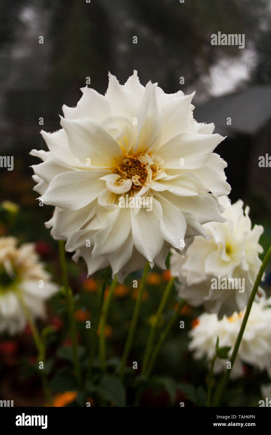 Dahlia asia hires stock photography and images Alamy
