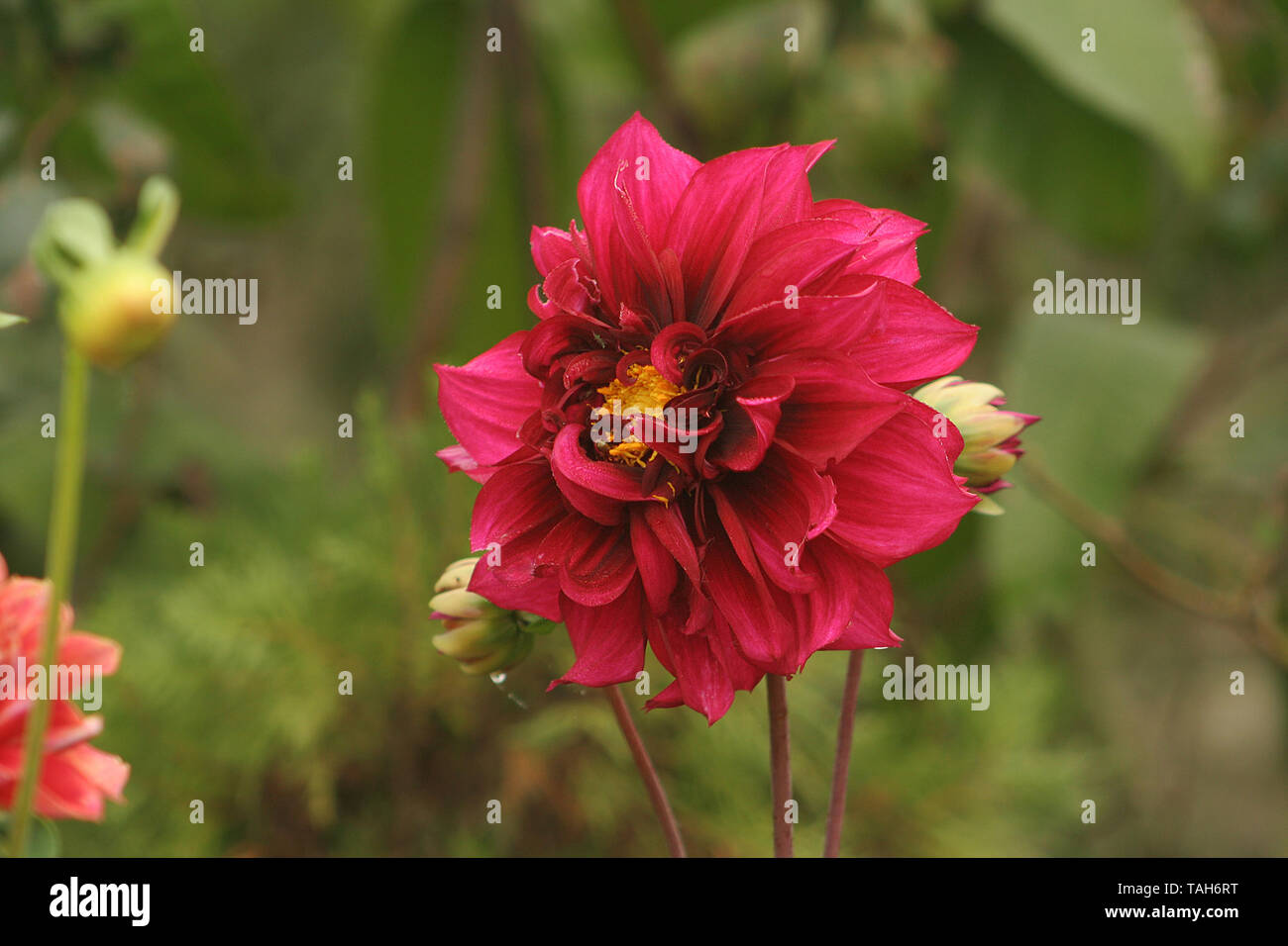 Bangladeshi dahlia hires stock photography and images Alamy