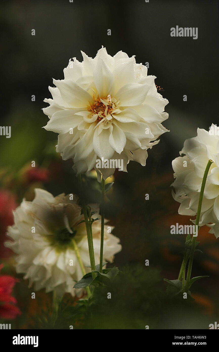 Bangladeshi dahlia flower hires stock photography and images Alamy