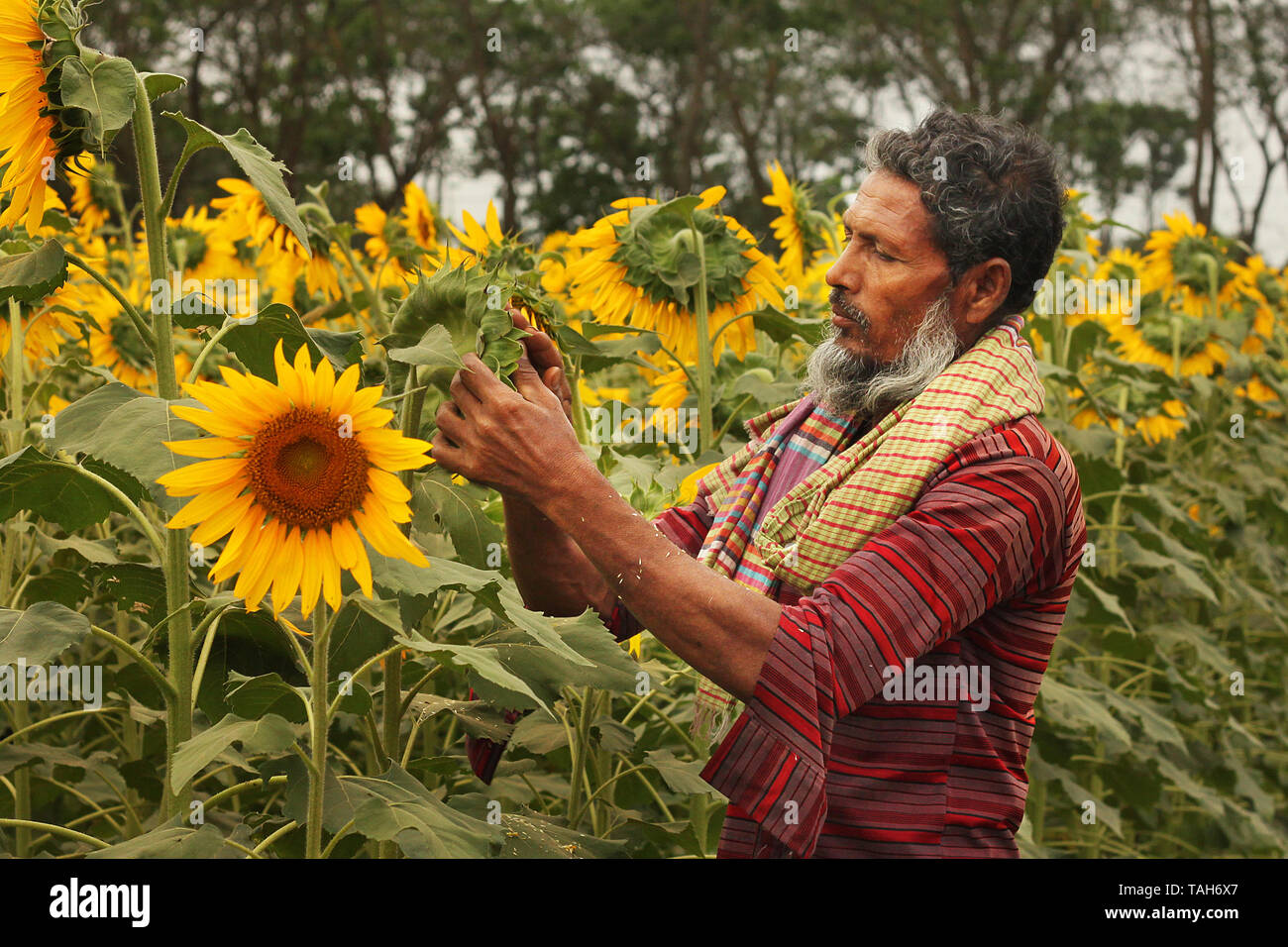 Sunflower field in Bagerhat, Bangladesh Stock Photo Alamy