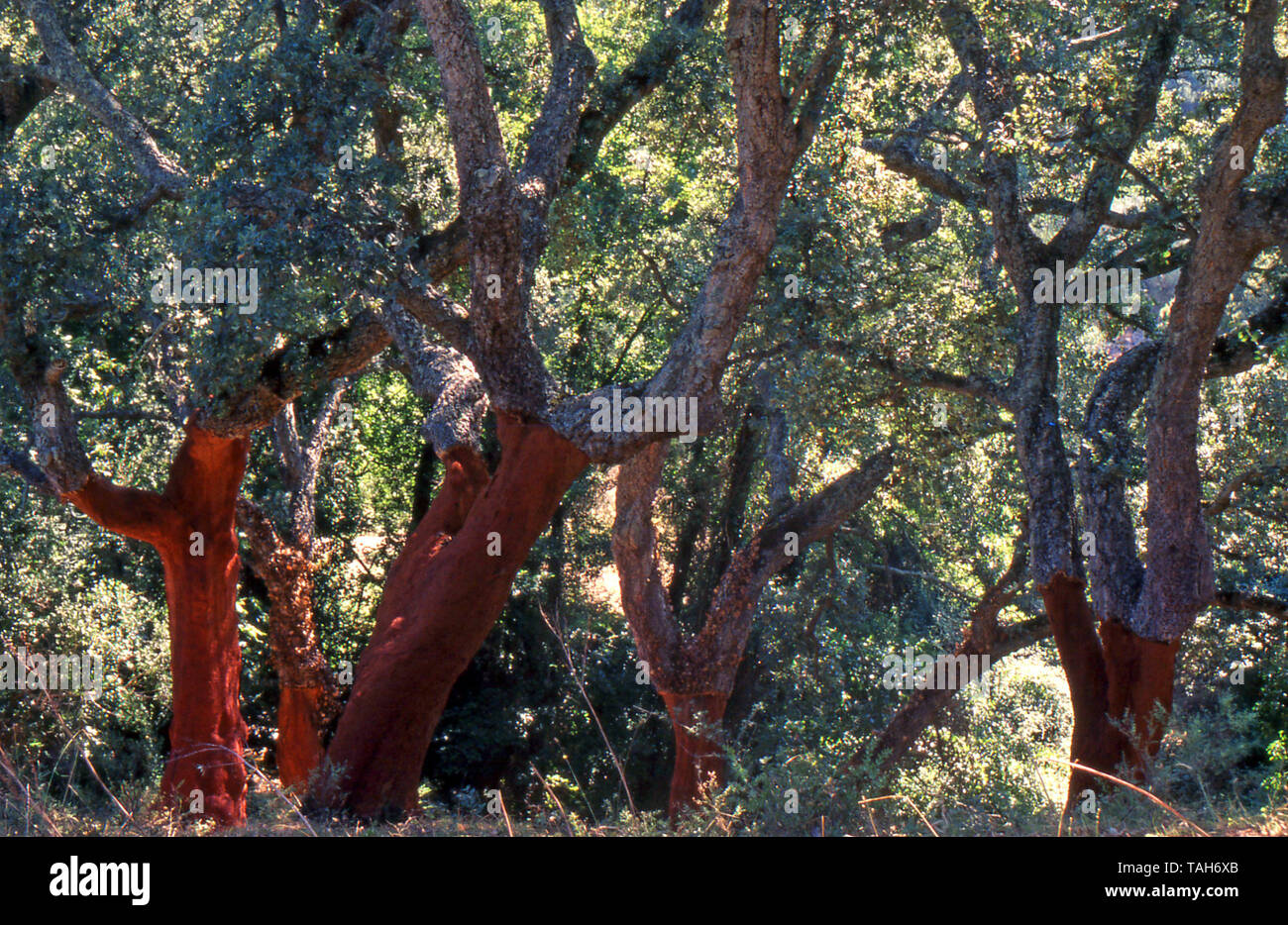 Cork tree (quercus suber) in Sardinia countryside (scanned from