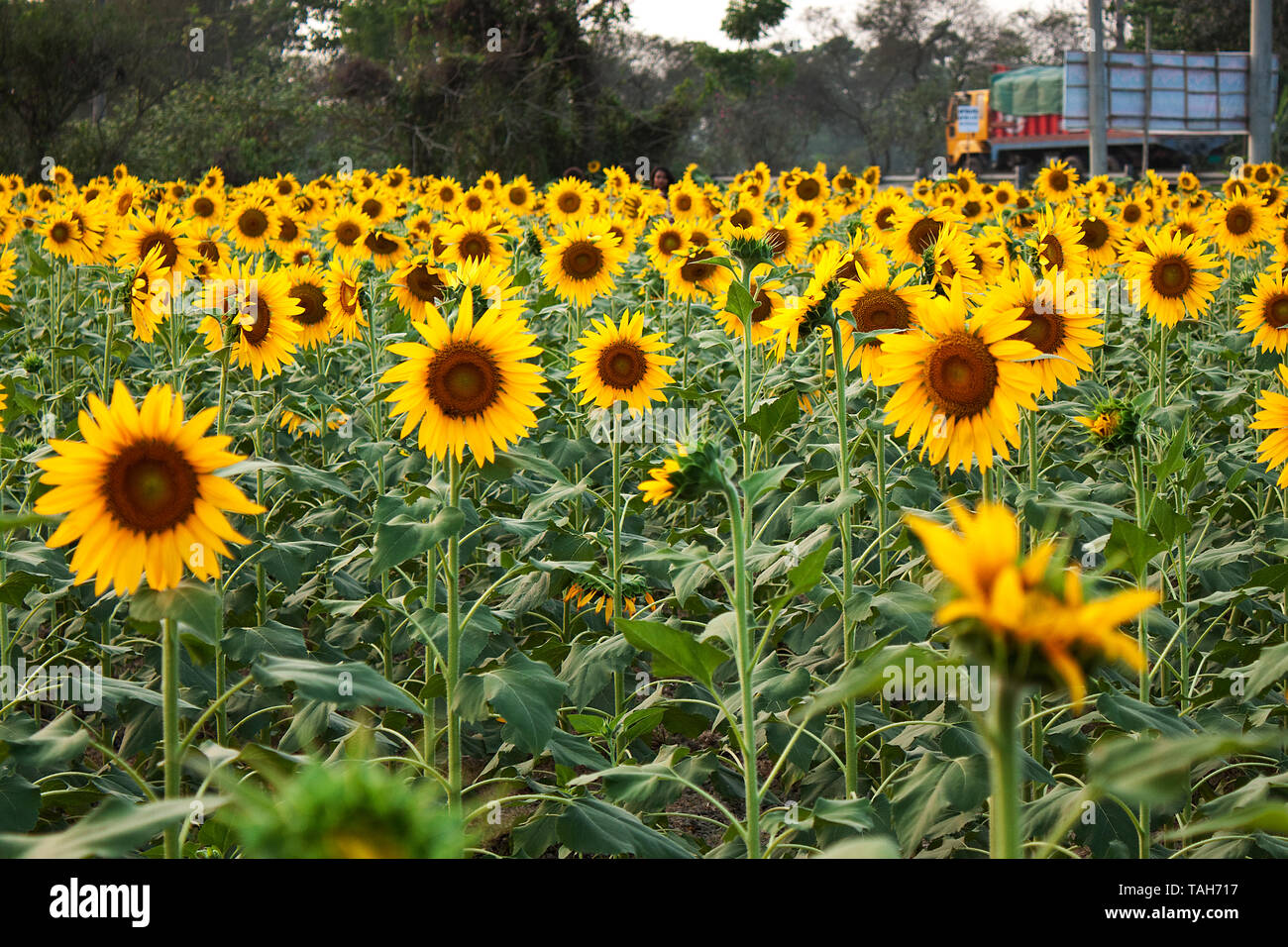 Download Bangladesh Sunflower High Resolution Stock Photography And Images Alamy