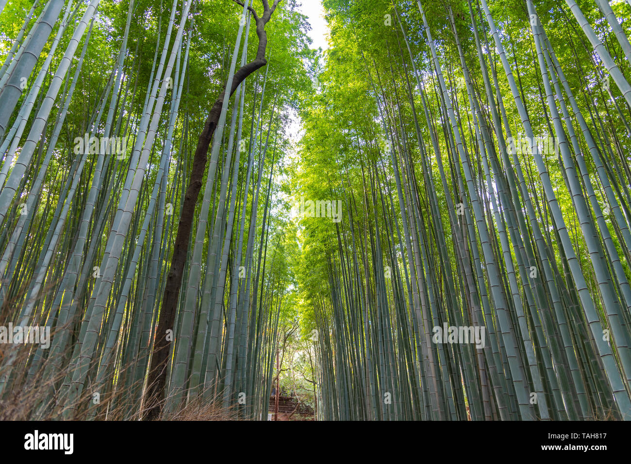 Arashiyama Bamboo Grove Zen garden, a natural forest of bamboo in Arashiyama, Kyoto, Japan Stock