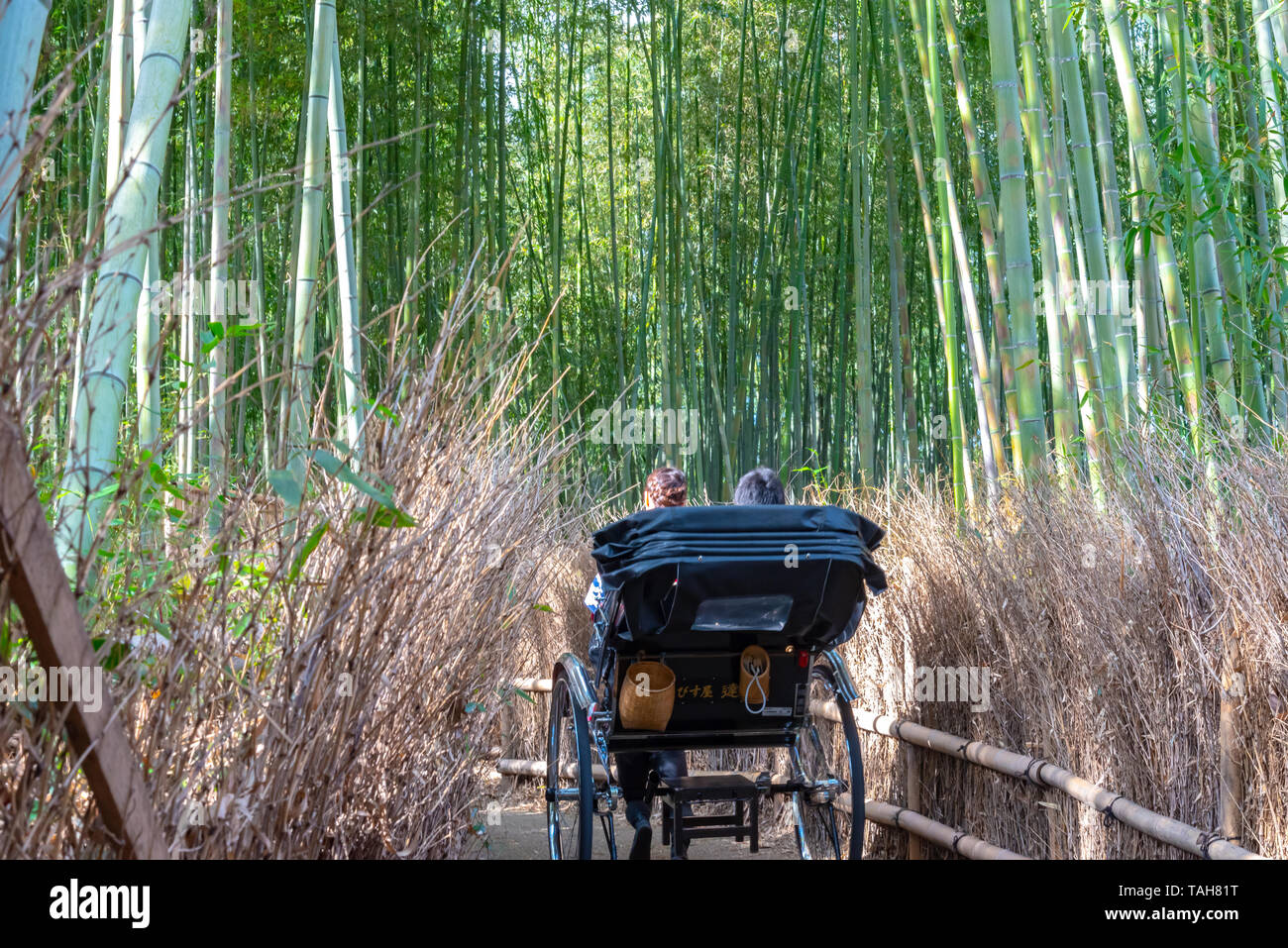 Pulled rickshaw riding tourists through a bamboo forest path at ...