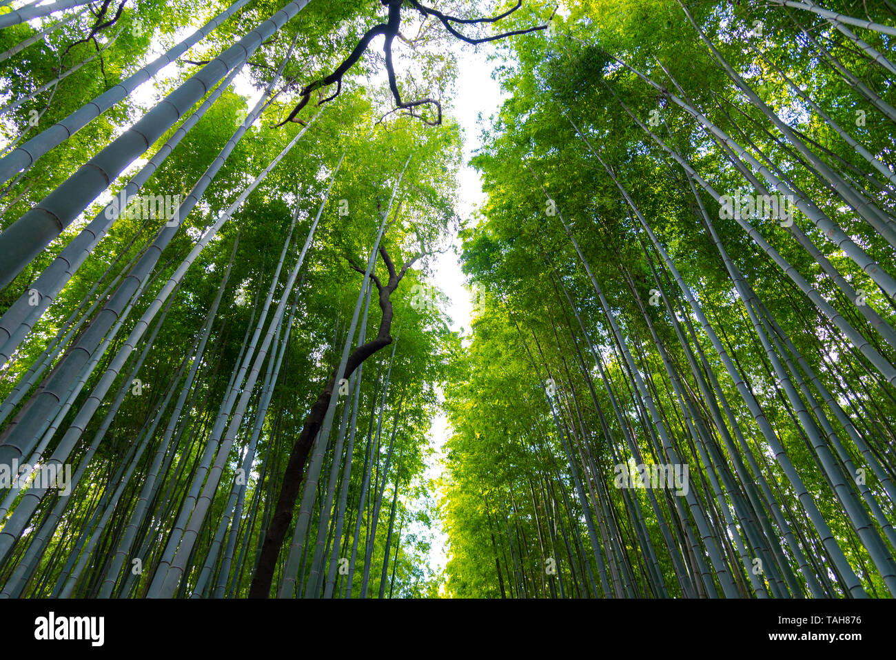 Arashiyama Bamboo Grove Zen garden, a natural forest of bamboo in
