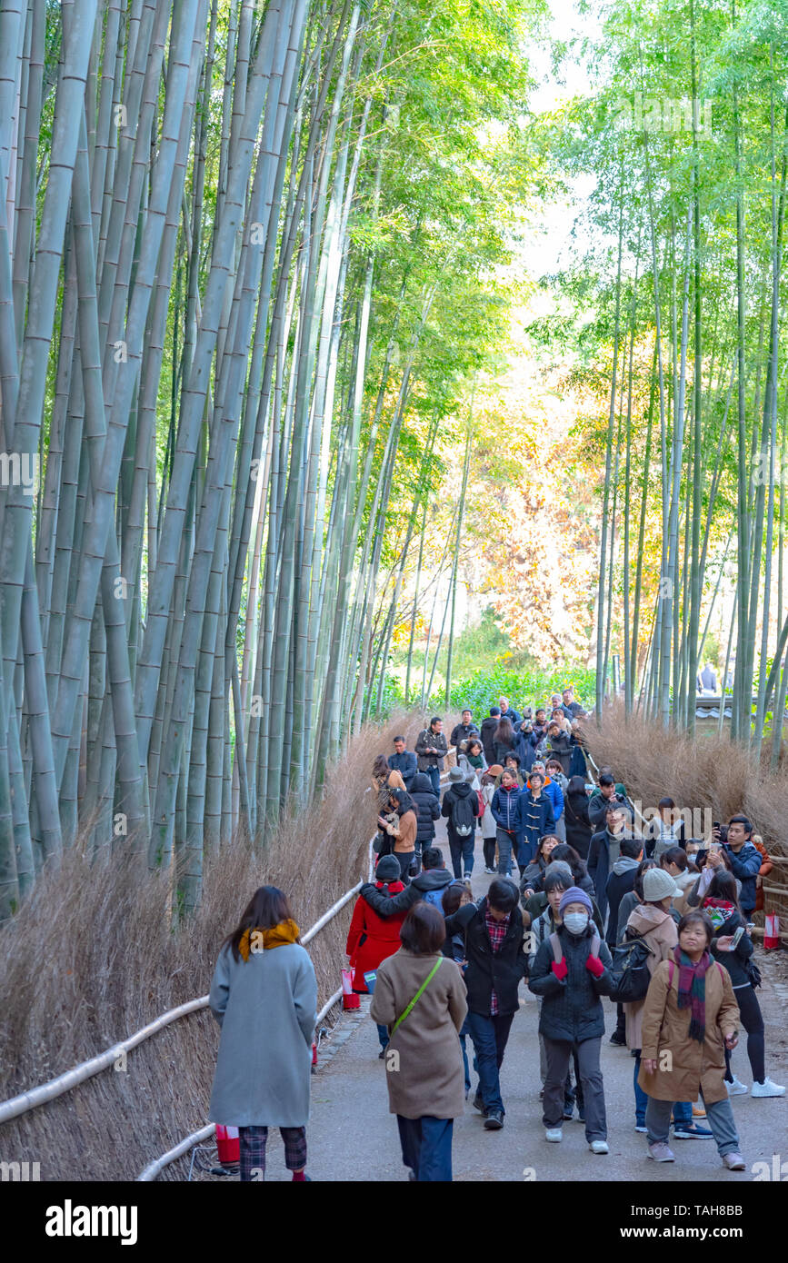Tourists walking through Arashiyama Bamboo Grove Zen garden, a natural