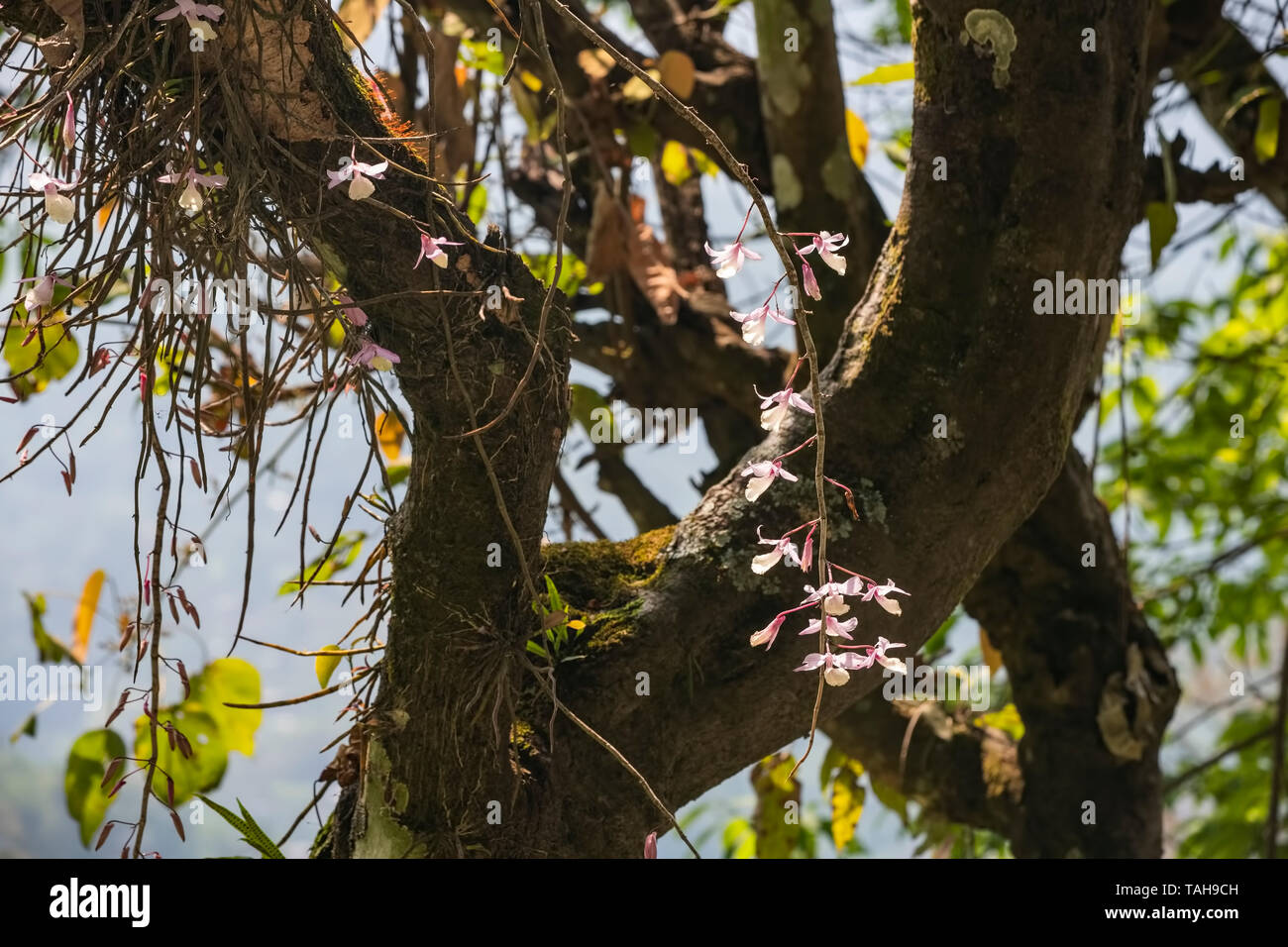 Orchid,variety,Fragrant,Calanthe,flower ,spike,long,lilac/white,in,colour,on trees,along Rumtek,Monastry,Gangtok,Sikkim,India. Stock Photo