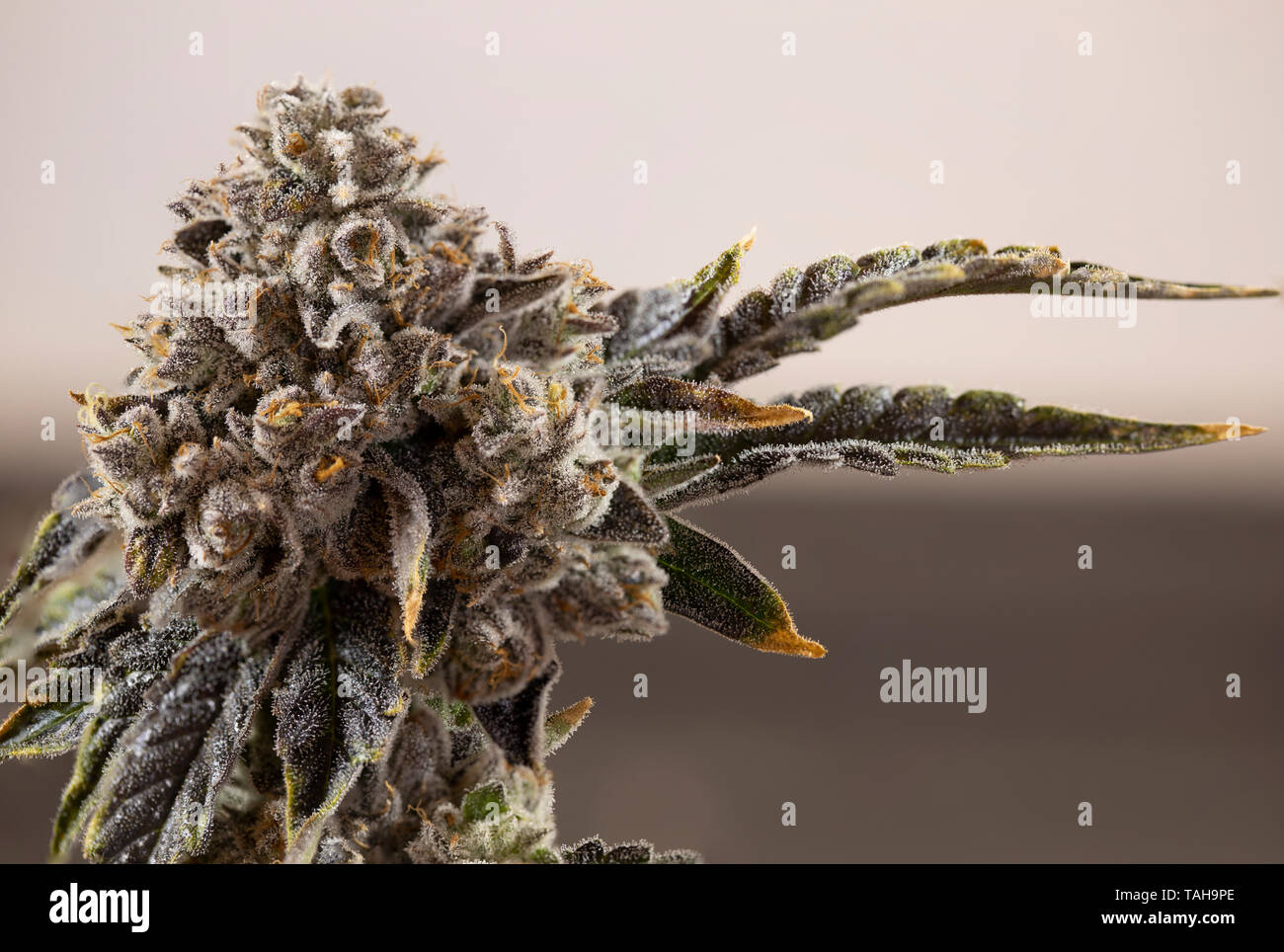 Cannabis Resin Stock Photos Cannabis Resin Stock Images Page 3