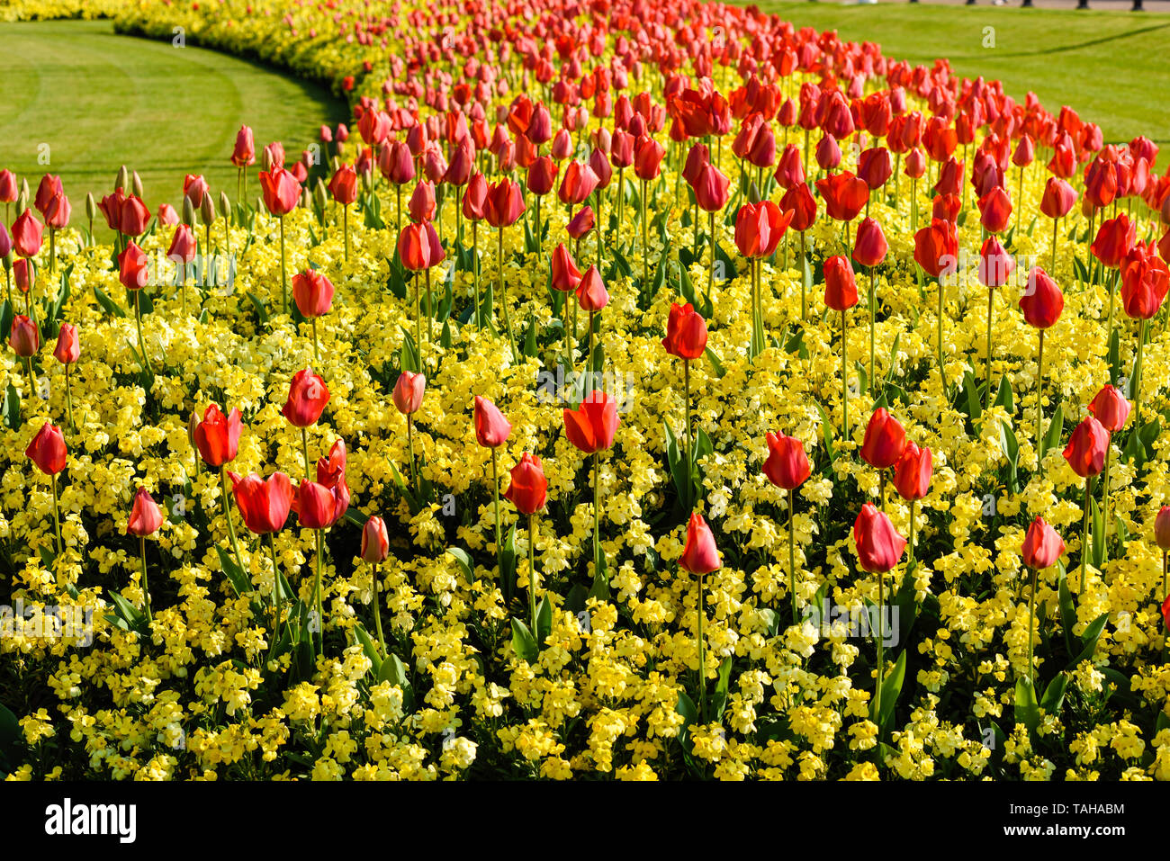 Red tulips in a urban garden in London. Stock Photo