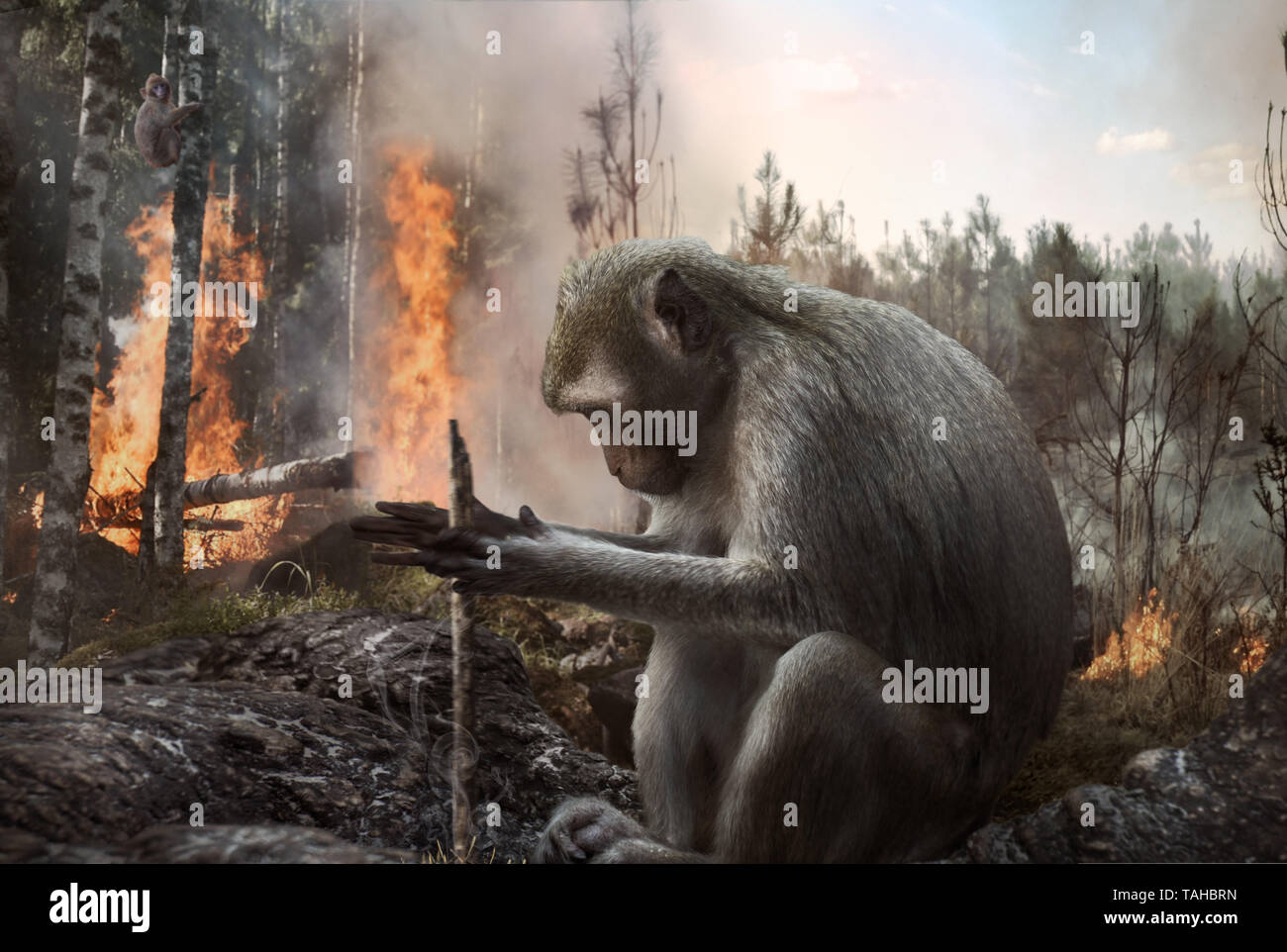 Pyromaniac mokey setting fire in the forest. Deforestation, danger, environment. Stock Photo