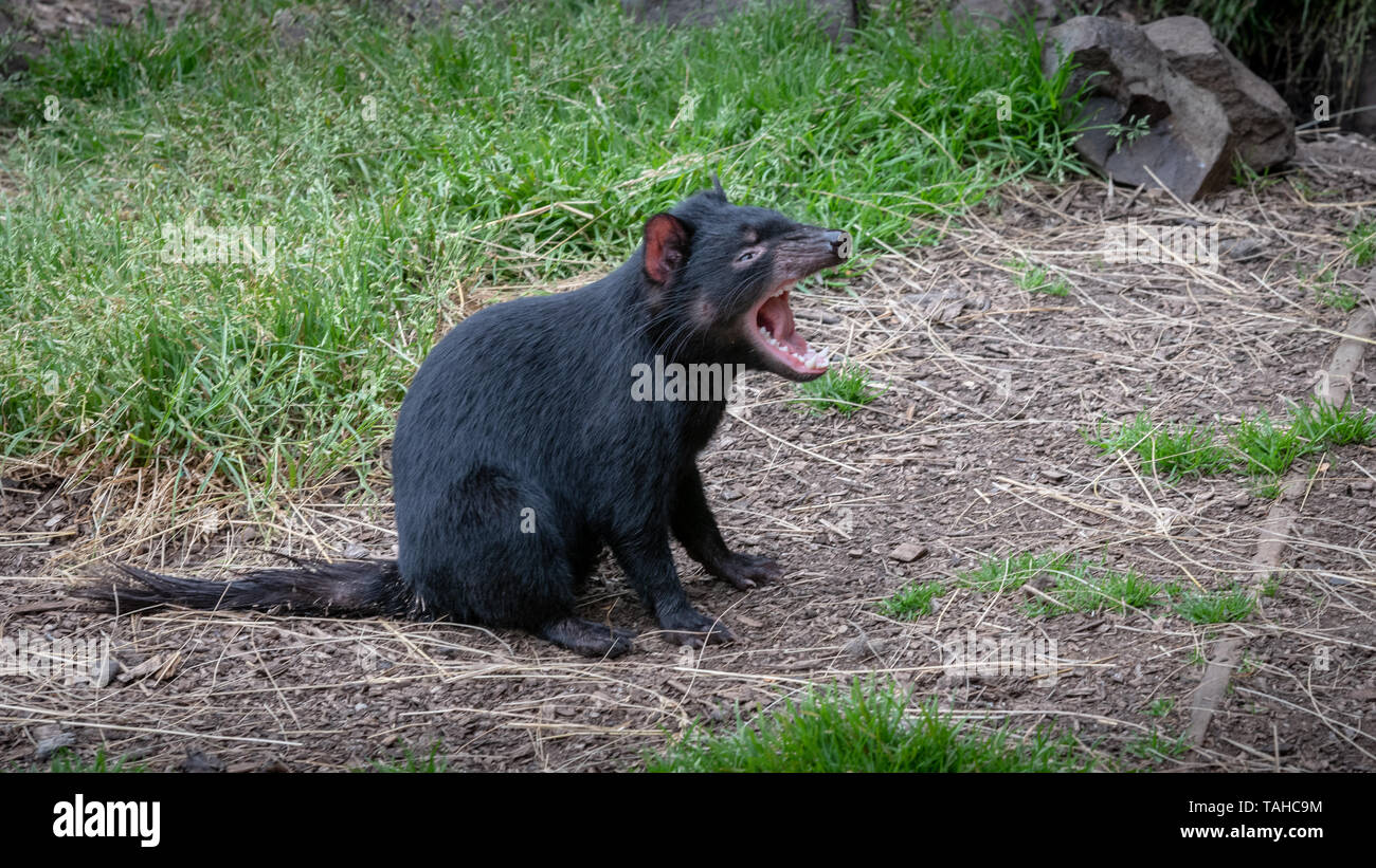Tasmanian Devil at Cradle Mountain, Tasmania, Australia Stock Photo