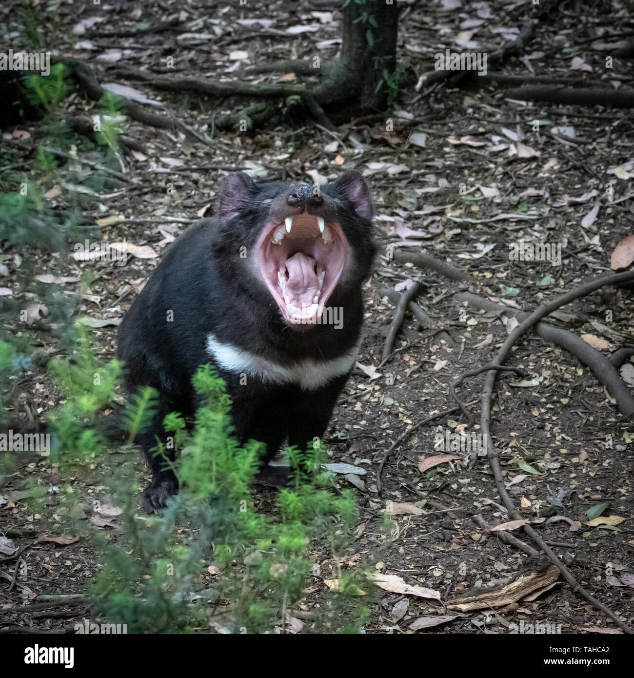 Tasmanian Devil at Cradle Mountain, Tasmania, Australia Stock Photo