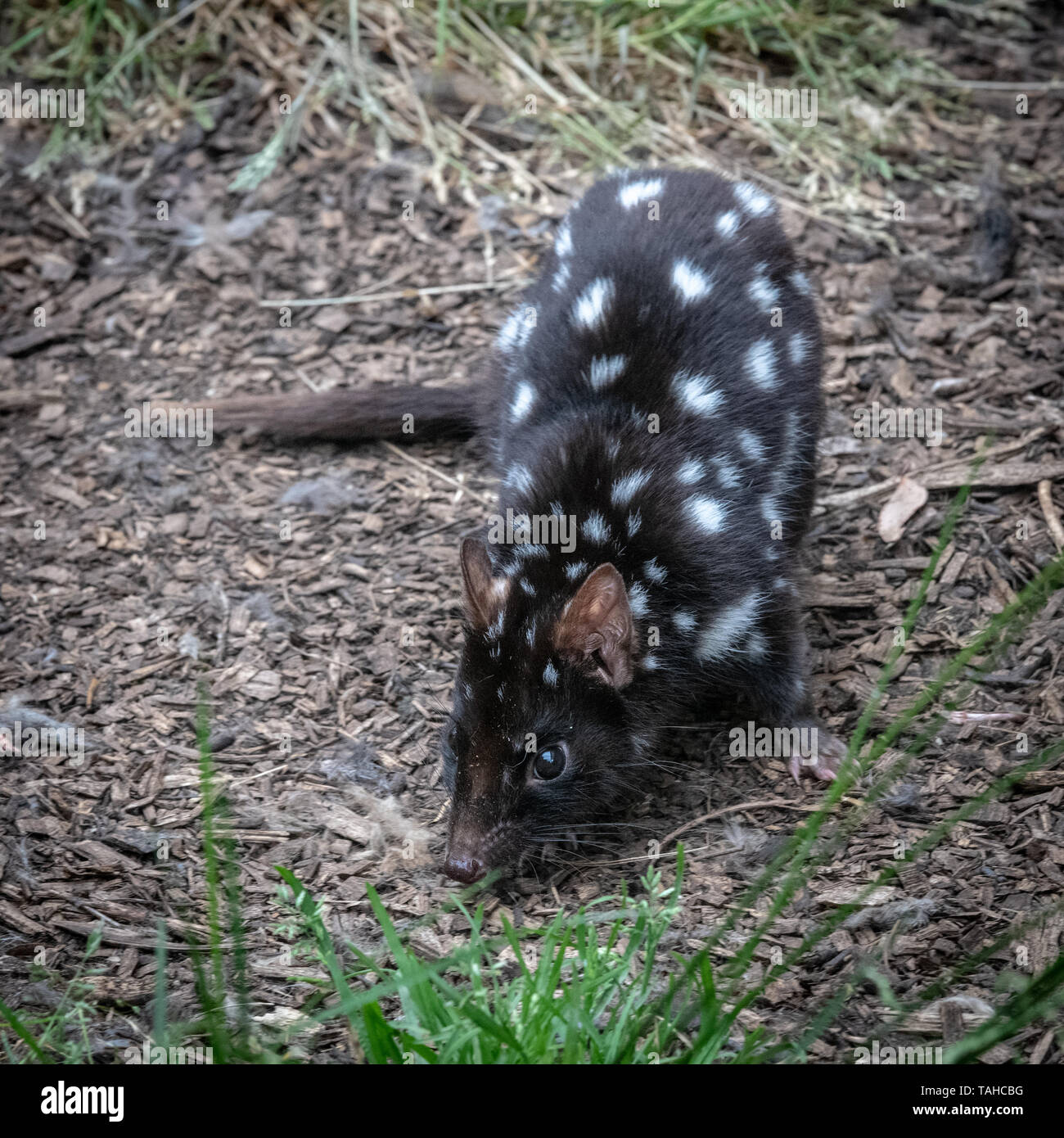 Spotted Eastern Quoll, Tasmania Stock Photo