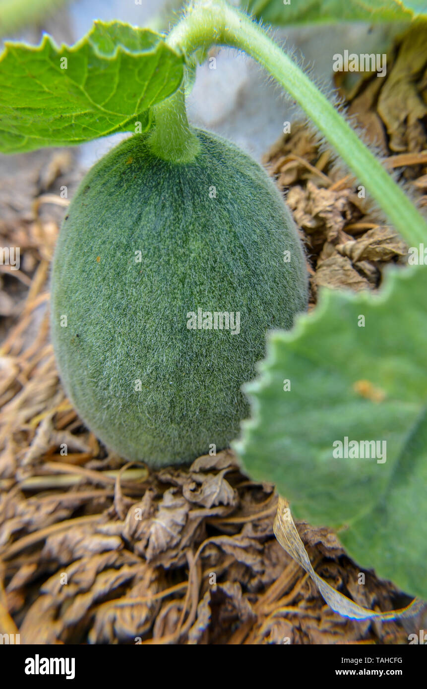 Green raw melon plant closeup growing in agricultural landscape Stock