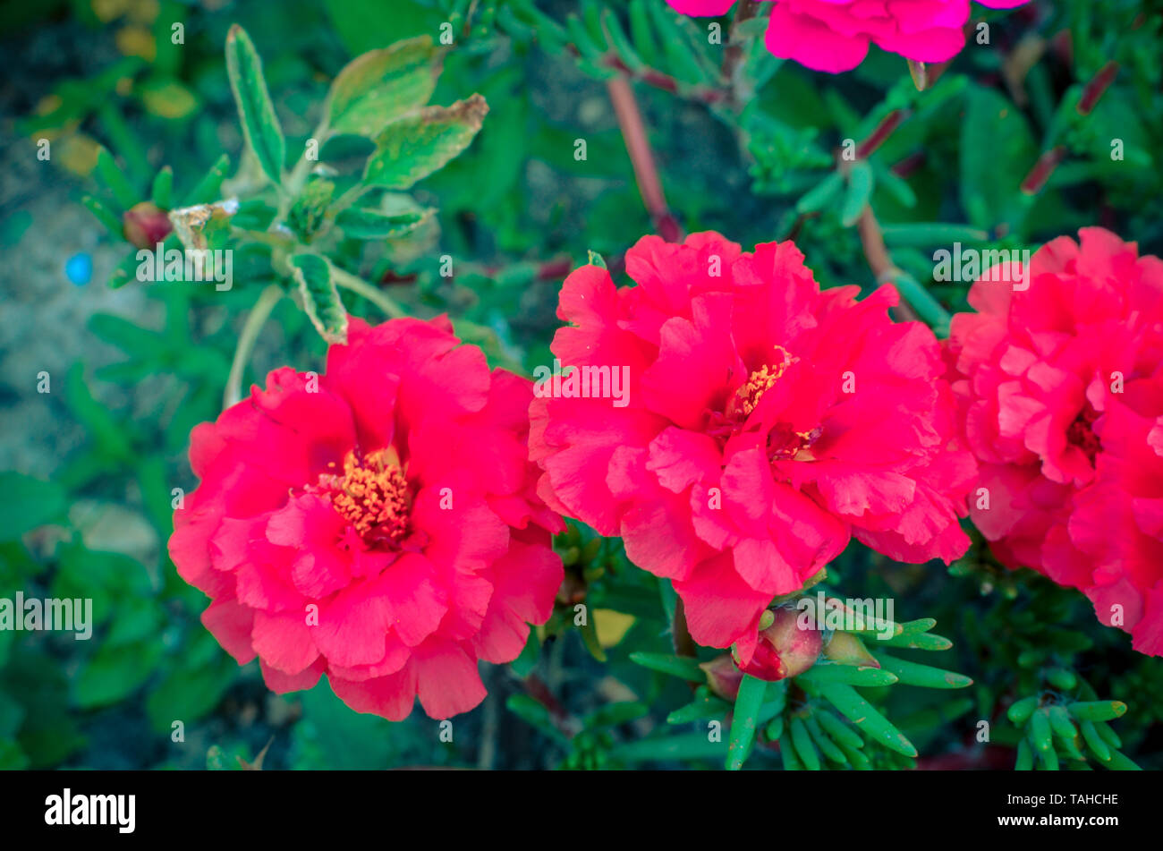 Pink and red portulaca purslane terry flowers on natural daylight green leaves background Stock Photo