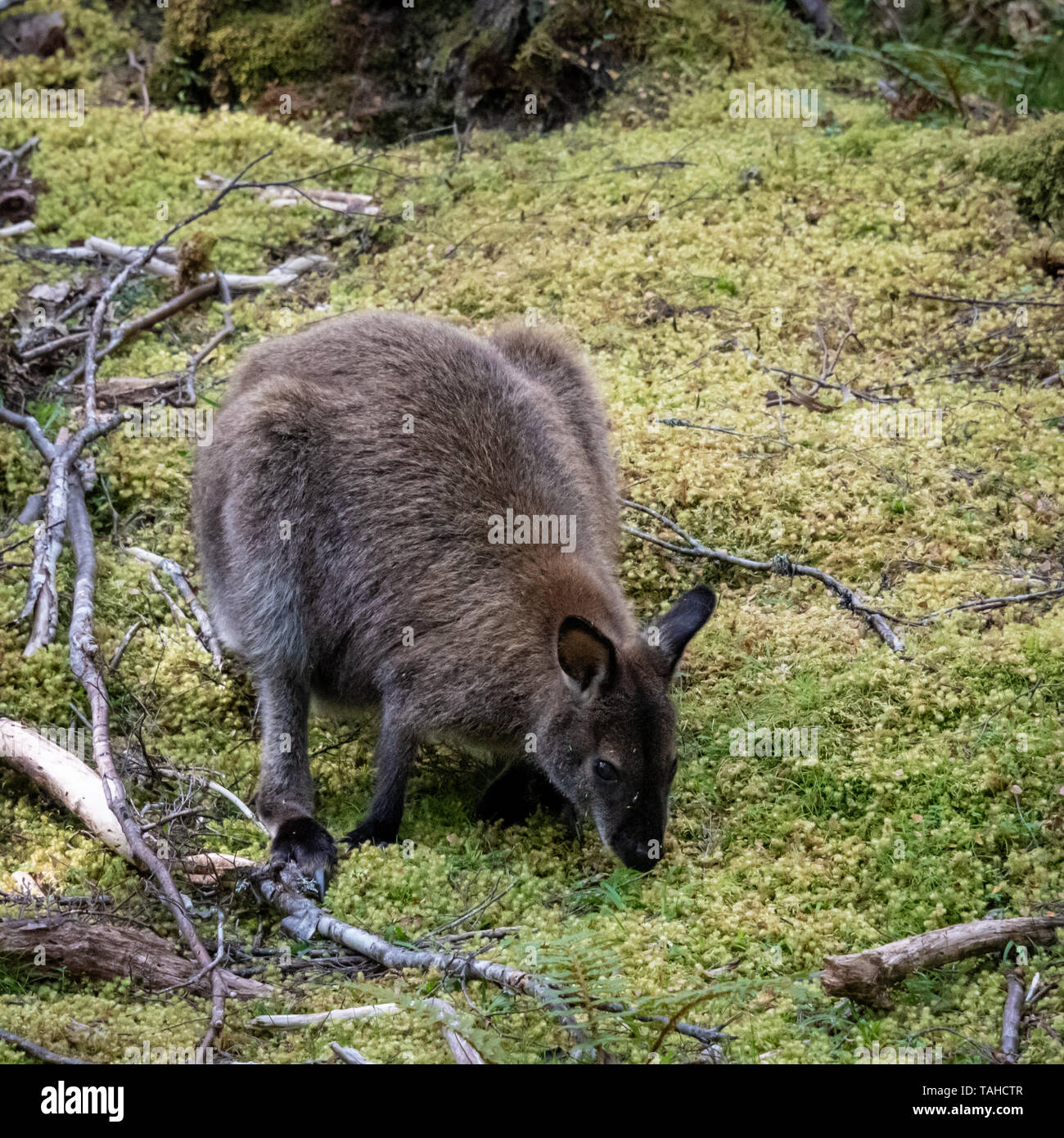 Tasmanian Pademelon in Forest Stock Photo
