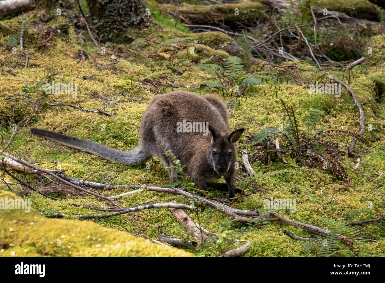 Tasmanian Pademelon in Forest Stock Photo