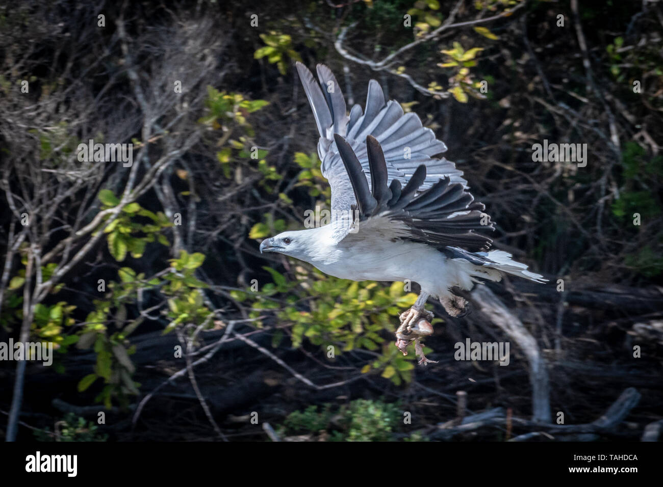 Sea-Eagle (Haliaeetus leucogaster), with Fish Stock Photo