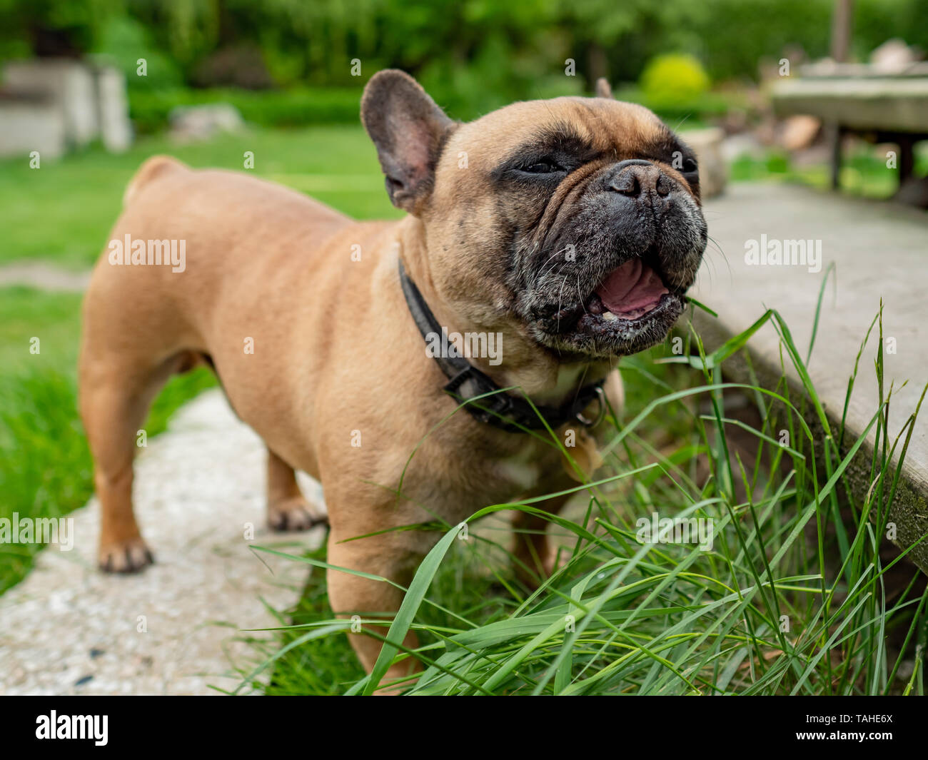 A closer look at Grass Eating And Digestive Health In Dogs