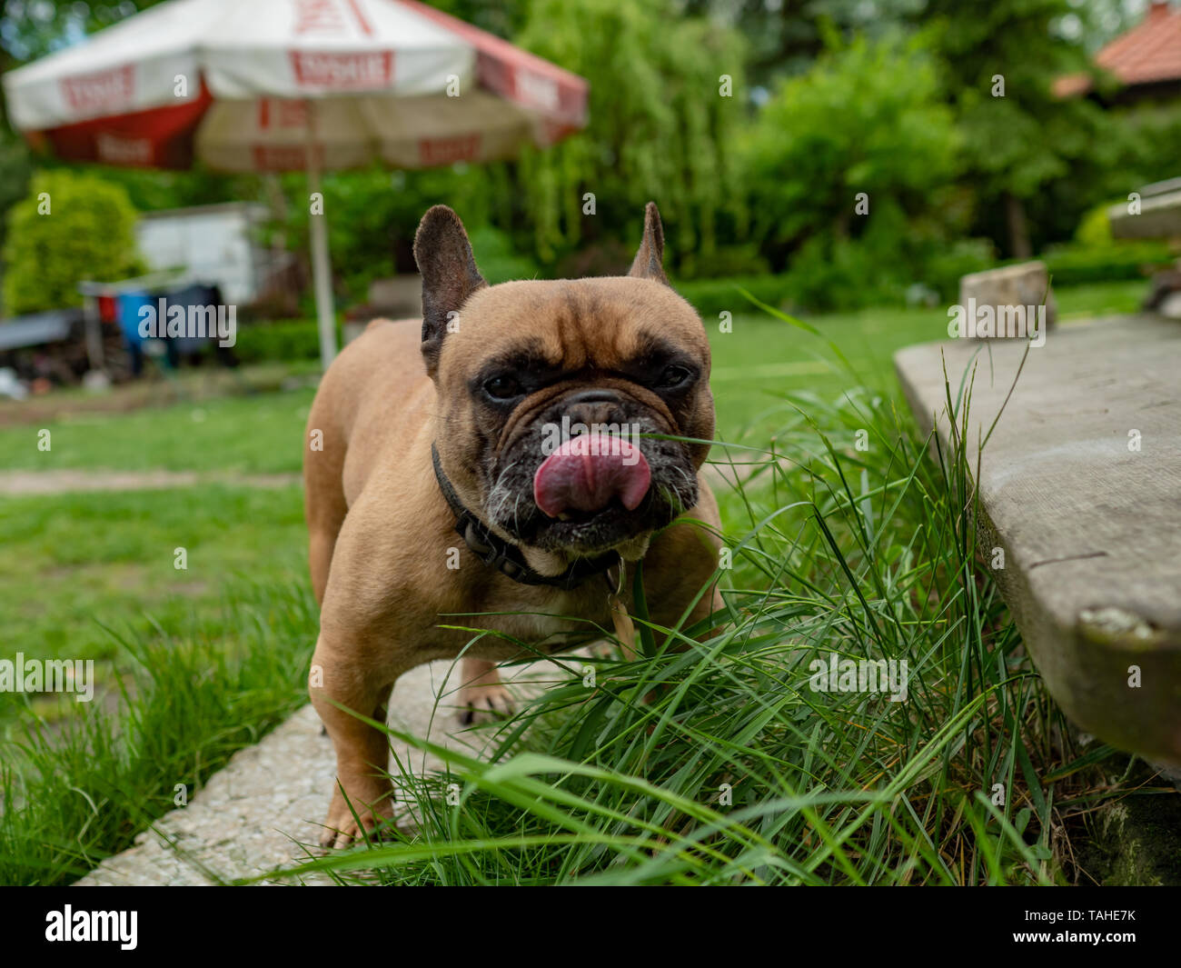 Image showcasing French Bulldog Eating Grass in the Garden, natural digestion health ...