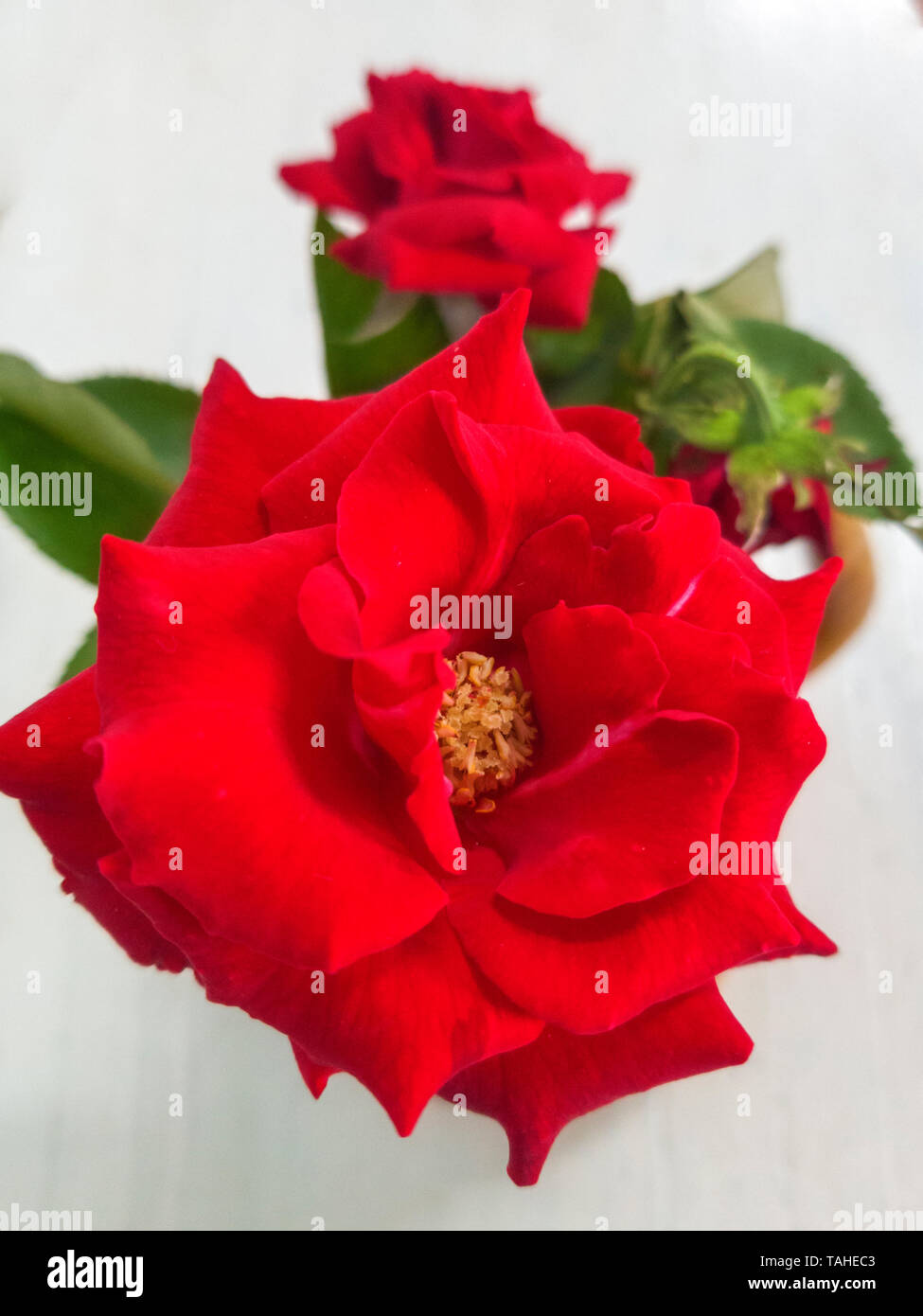garden rose in a glass with water Stock Photo