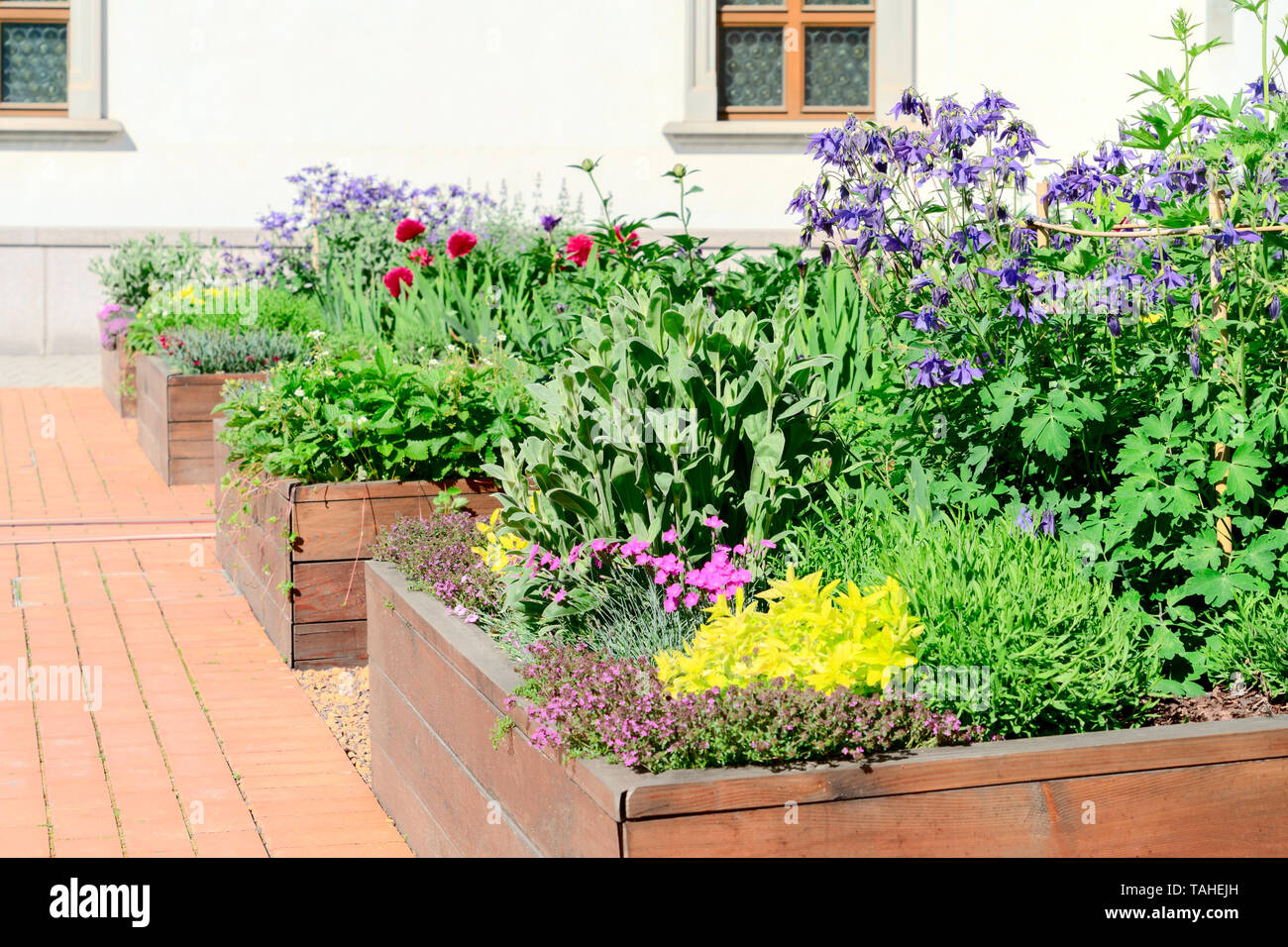 Raised beds in an urban garden growing plants flowers, herbs spices and