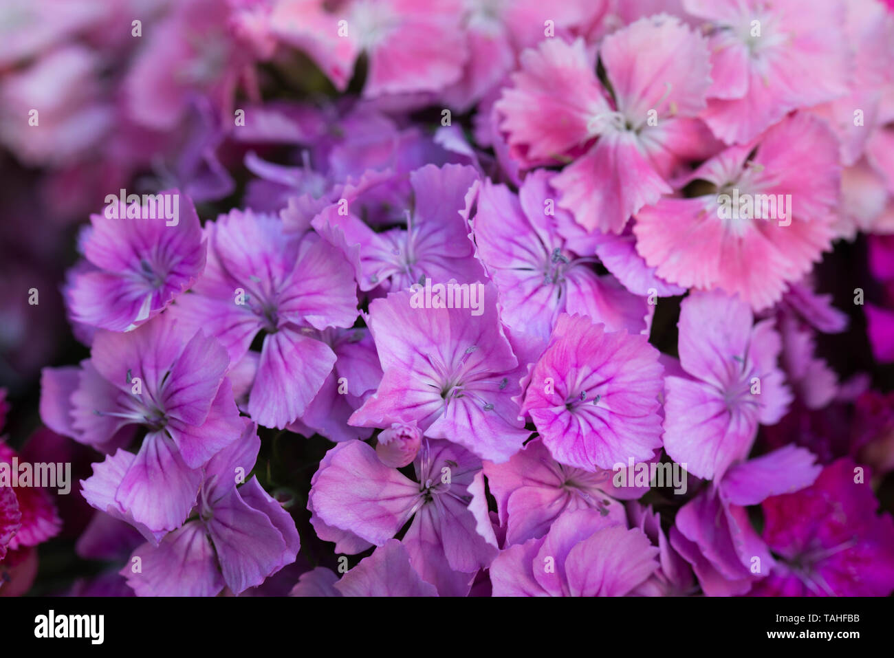 Dianthus barbatus, sweet William pink flowers macro selective focus Stock Photo