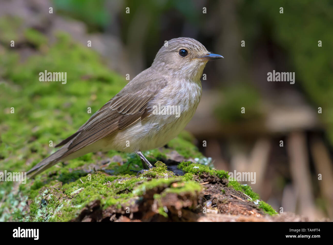 Spotted Flycatcher perched on a mossy stub Stock Photo