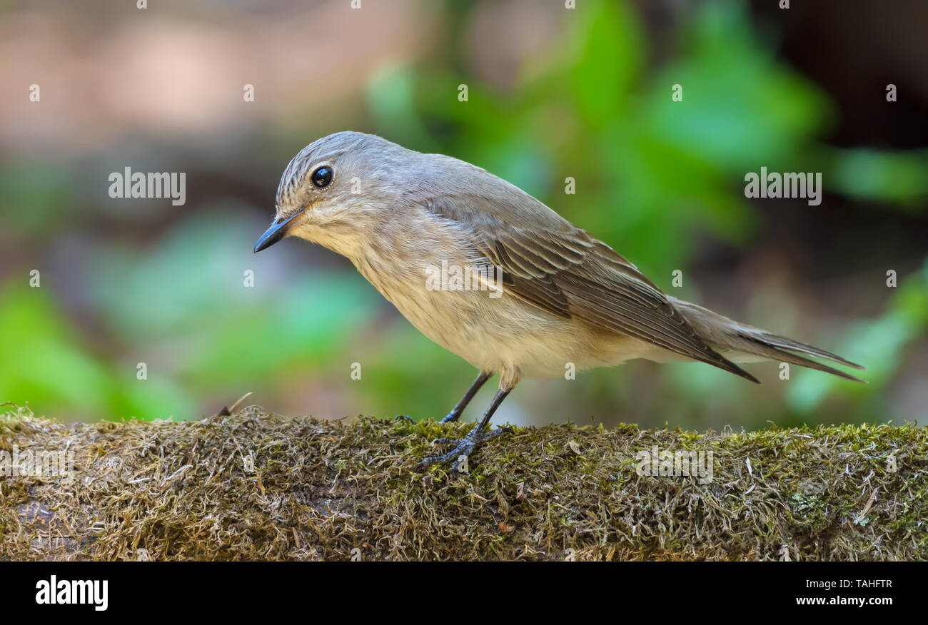 Spotted Flycatcher funny look while perched on a mossy stump in forest Stock Photo