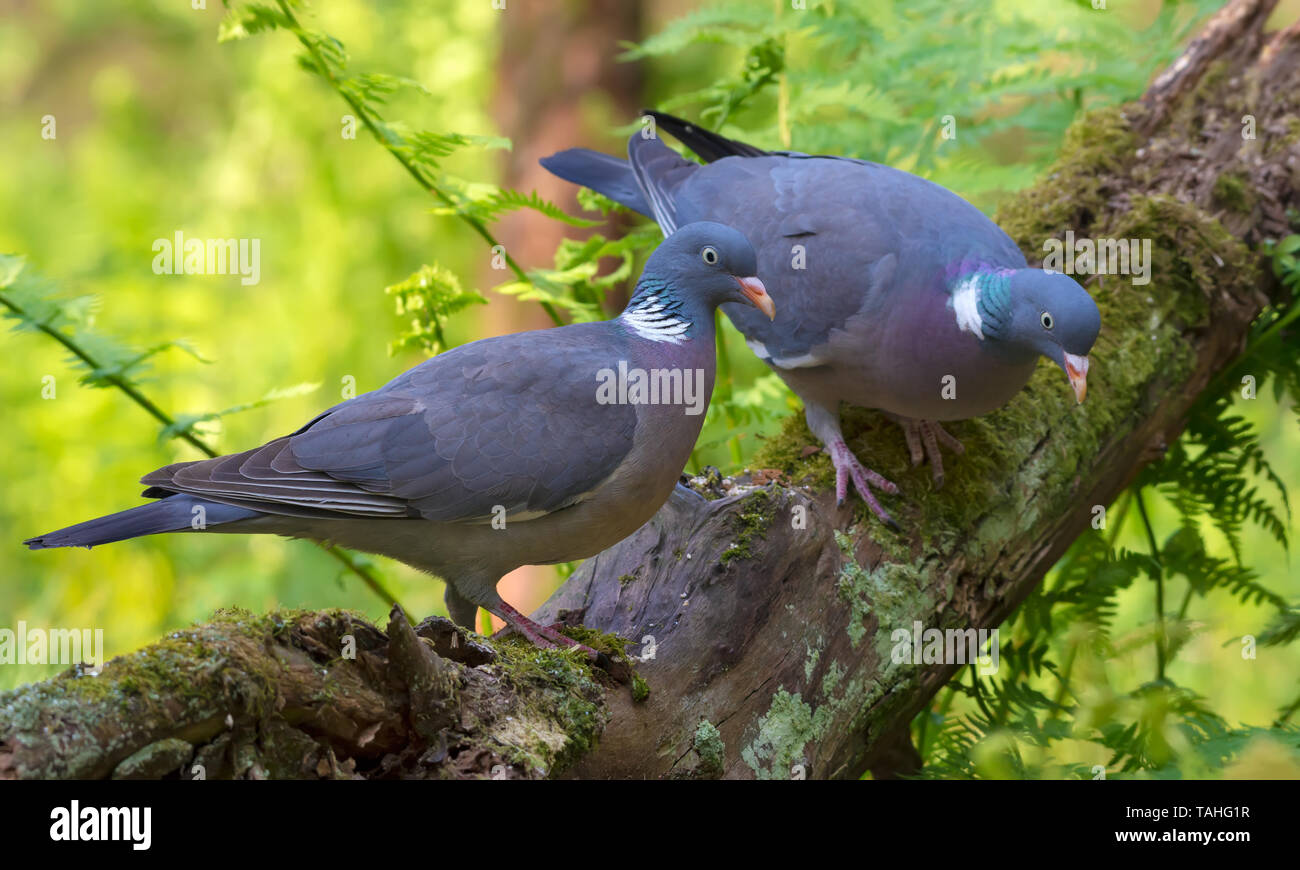 Family Pair of Common wood pigeons sits together on a big mossy branch with ferns Stock Photo