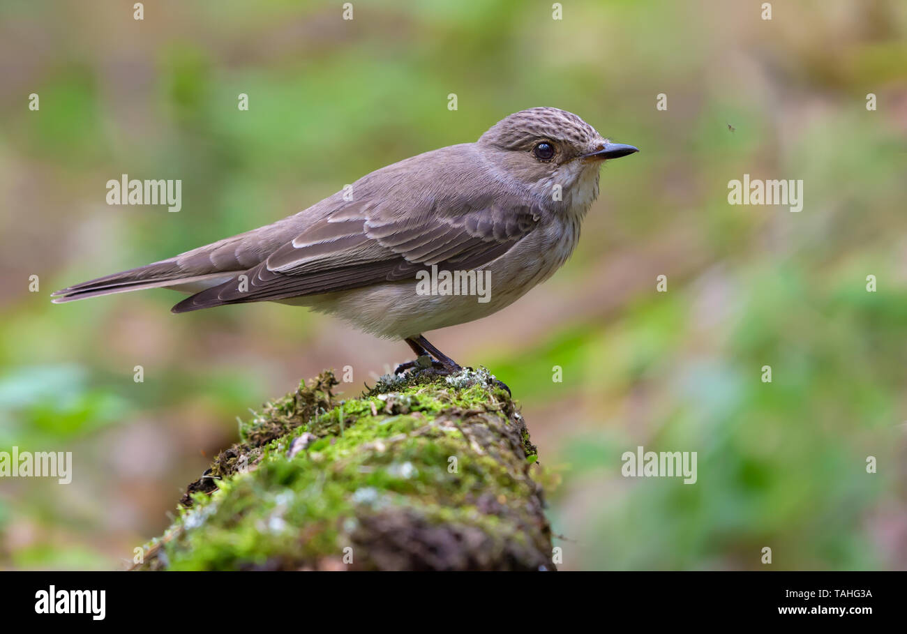 Spotted Flycatcher perched on a mossy trunk near a pond in forest Stock Photo