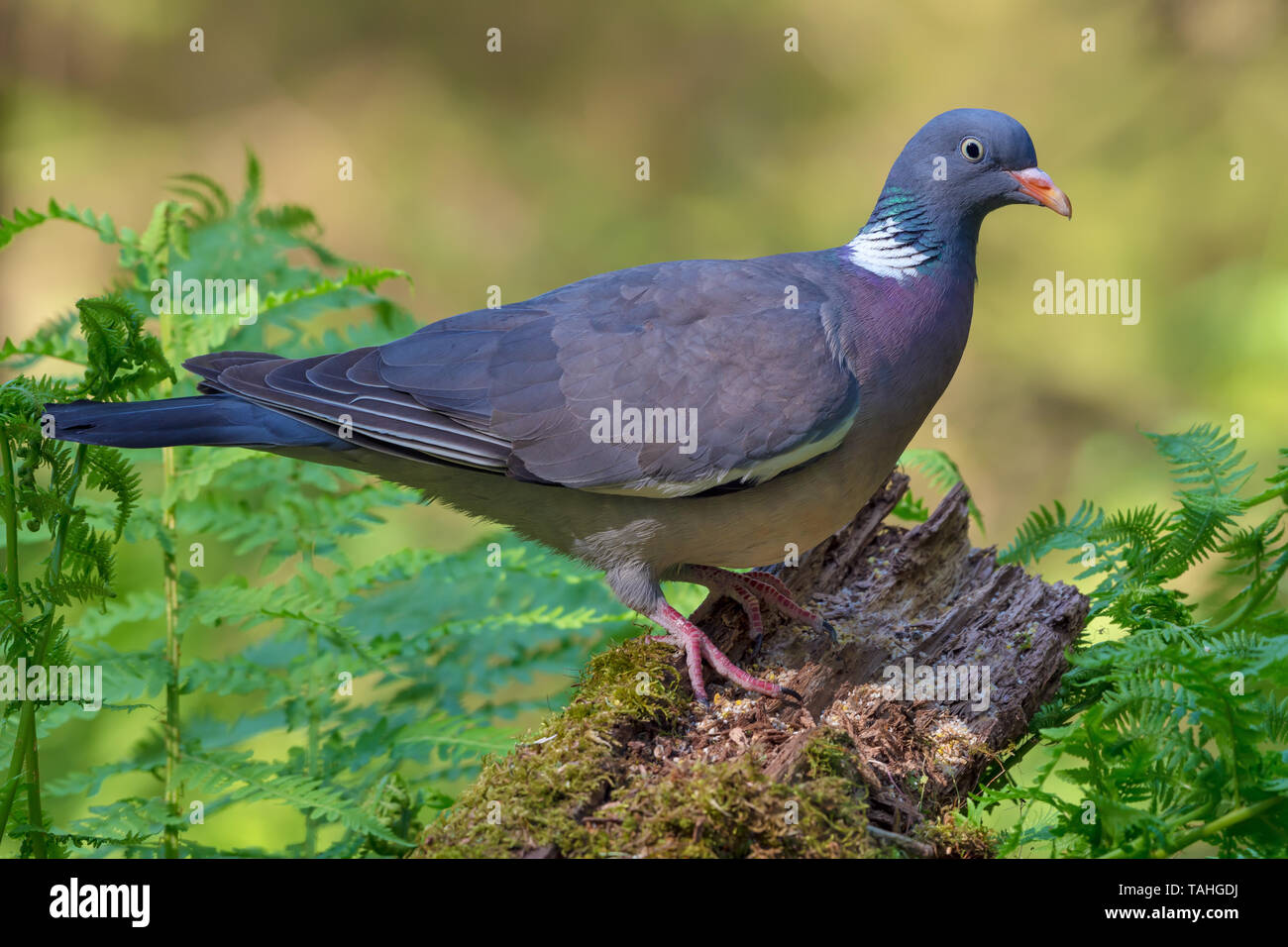 Bright colored Common wood pigeon perched on old branch with moss and ferns in forest Stock Photo
