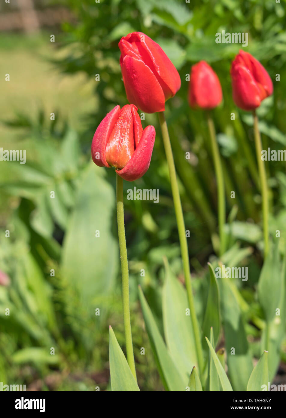 Beautiful red green flower plants hi-res stock photography and images ...