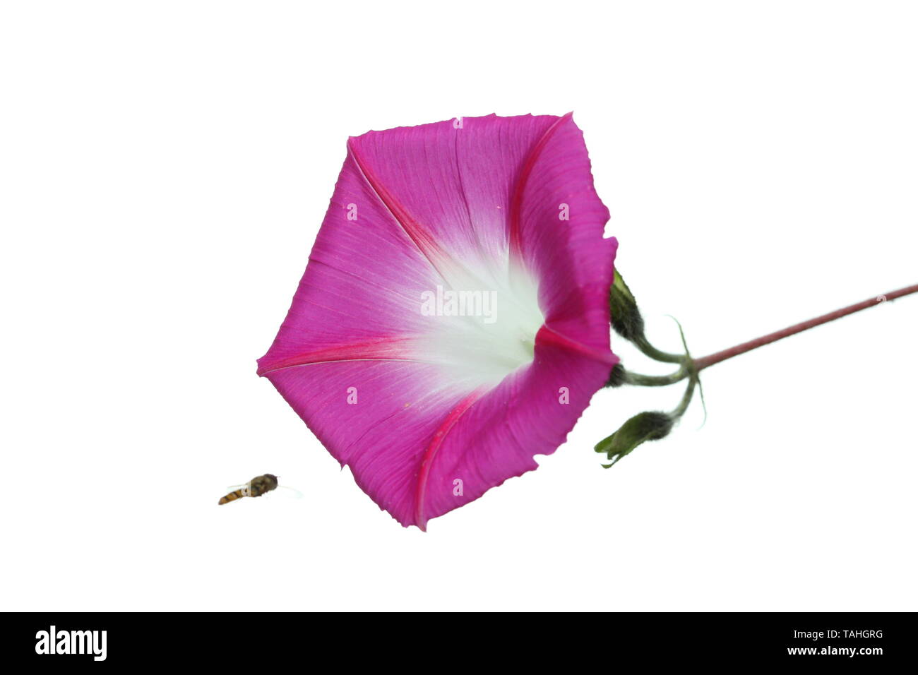 Single Morning Glory Convulvulus flower on a stem Stock Photo