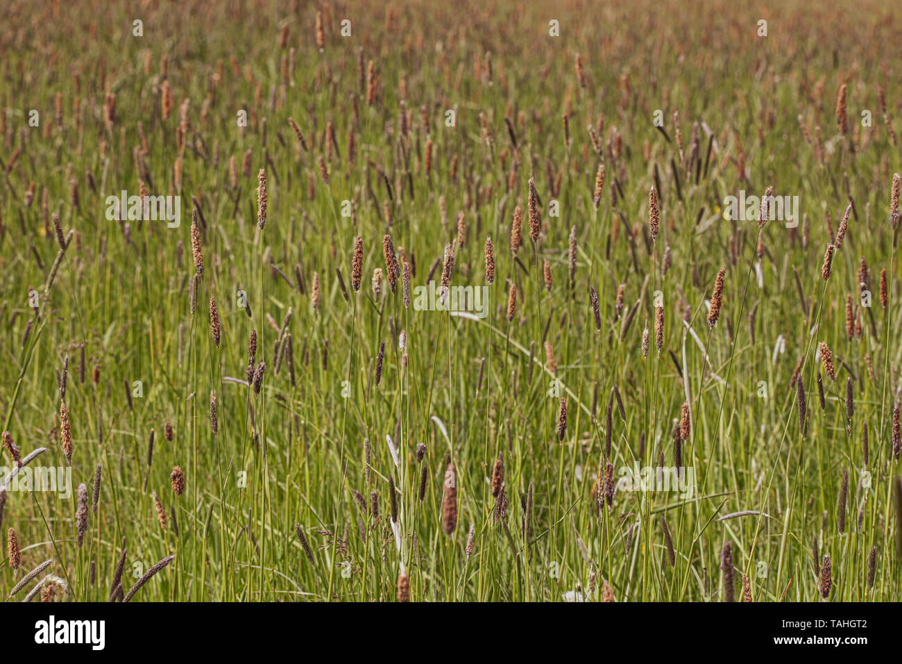 Timothy Grass - Phleum pratense Croome Court Worcestershire Stock Photo