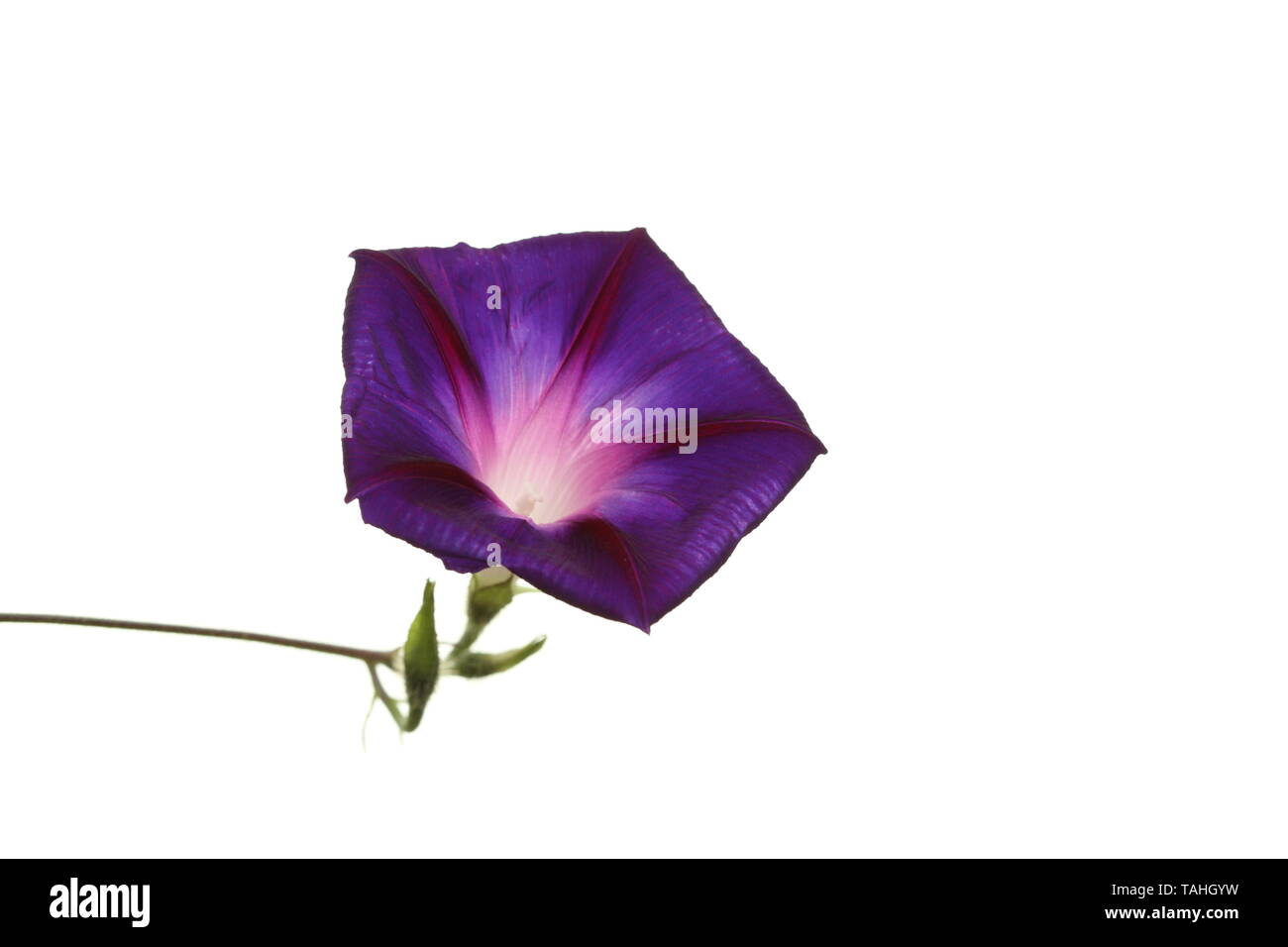 Single Morning Glory Convulvulus flower on a stem Stock Photo