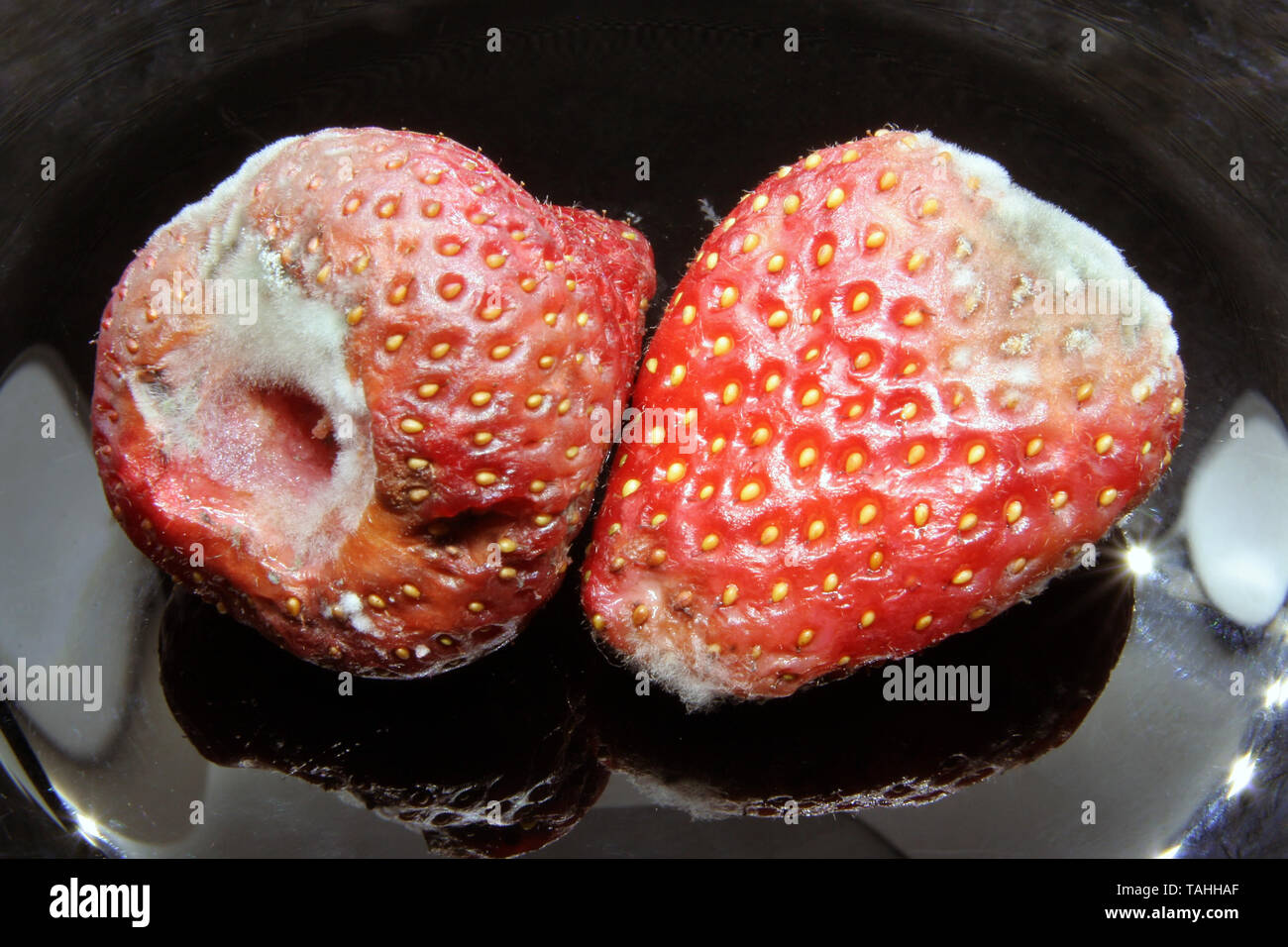 Strawberry covered with mould, composite image - Stock Image