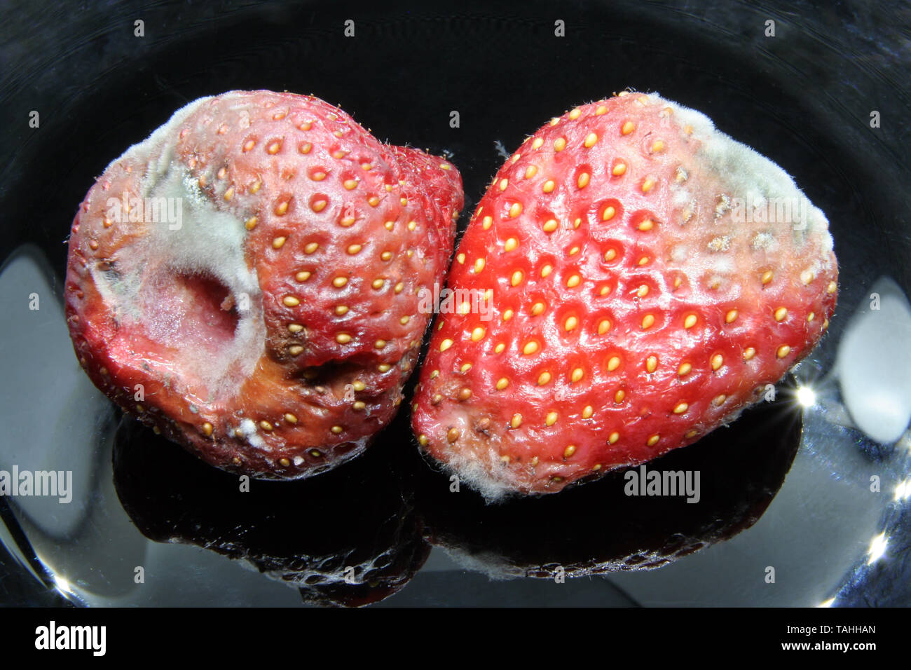 Strawberries with mold. Bad fruit. Bad strawberries. Stock Photo