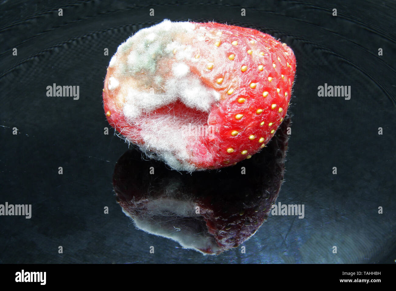 Strawberries with mold. Bad fruit. Bad strawberries. Stock Photo