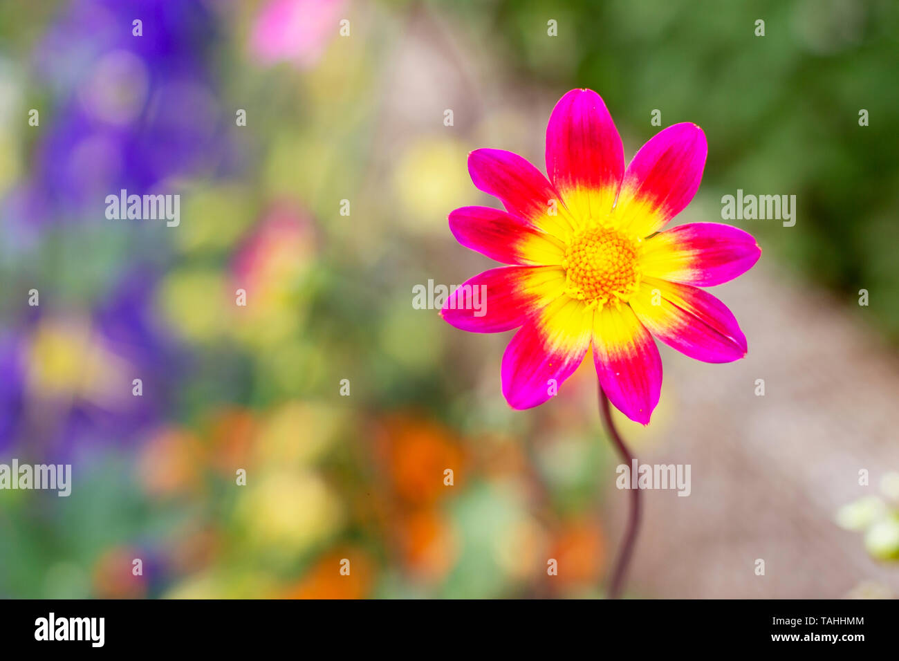 Pink flower at the Chelsea Flower Show 2019 Stock Photo