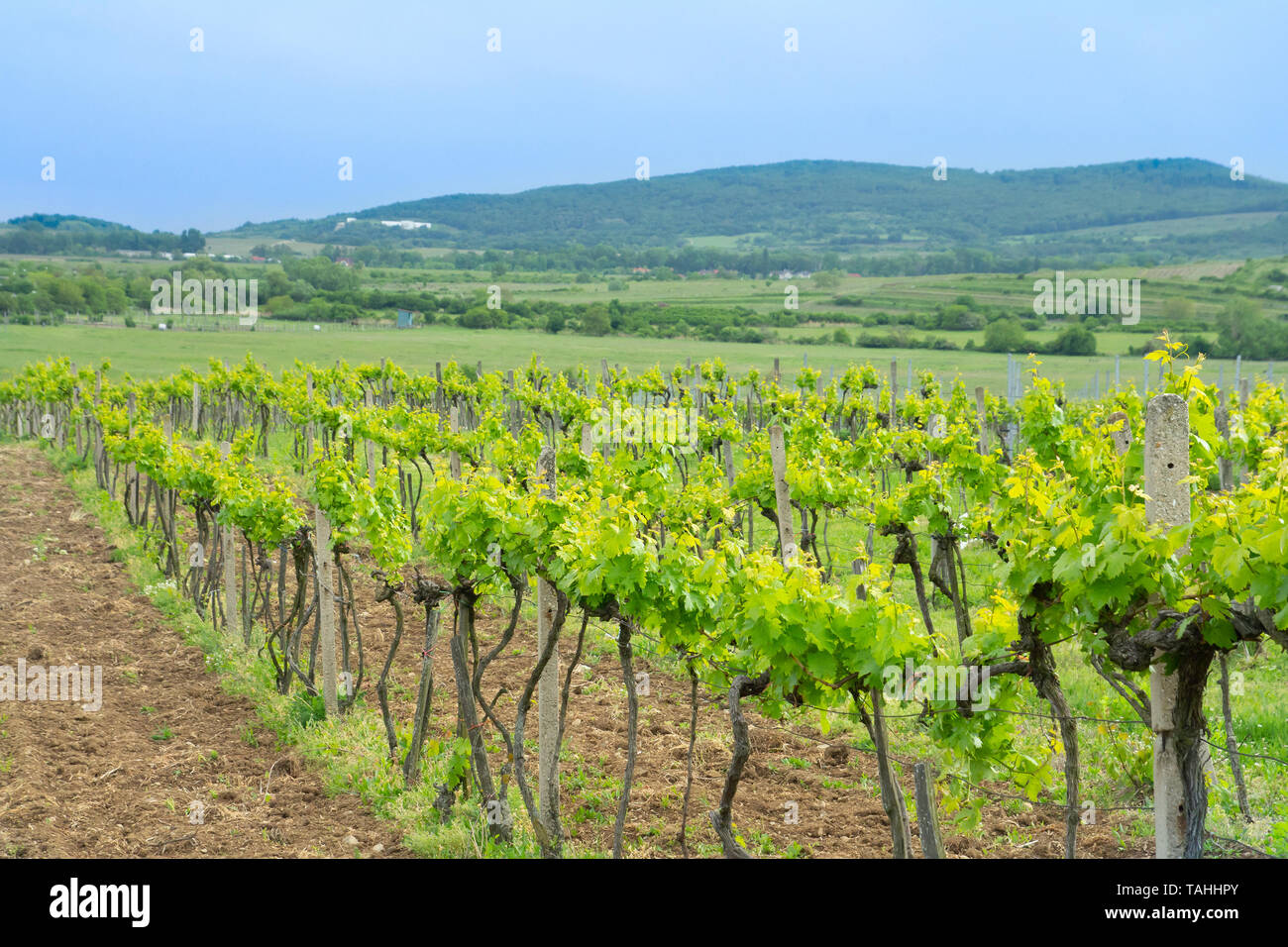 green vineyards countryside on summer day Stock Photo