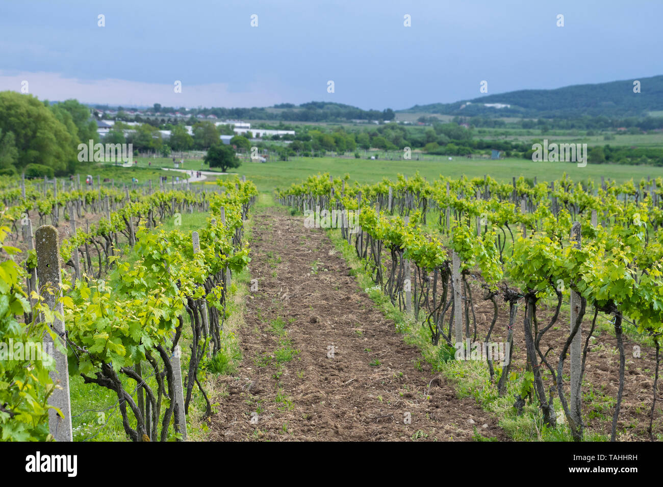 beautiful green landscape with vineyards Stock Photo