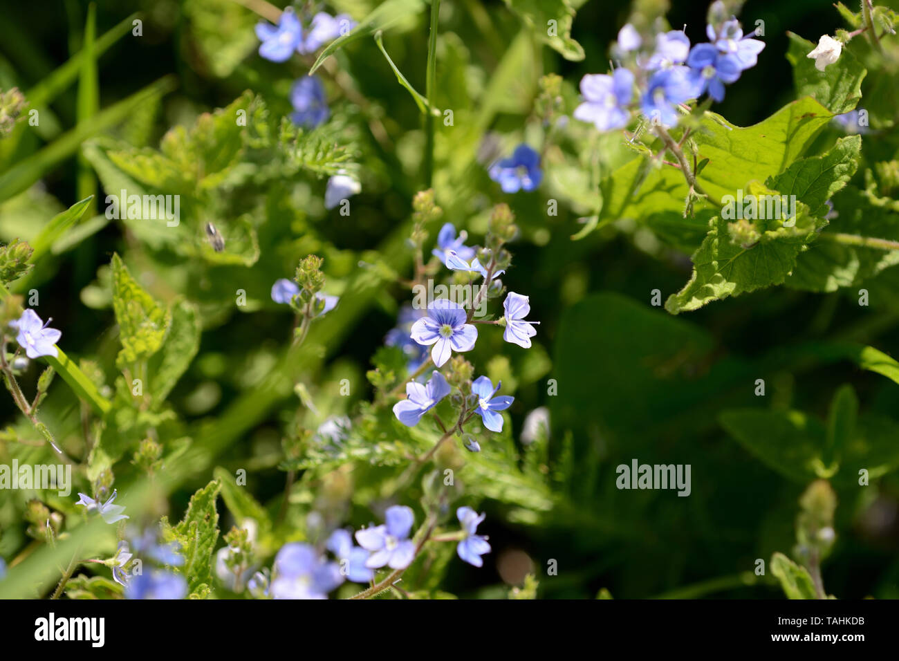 Speedwell Forrest Small blue flowers of germander speedwell (Veronica Chamaedrys) in the ...