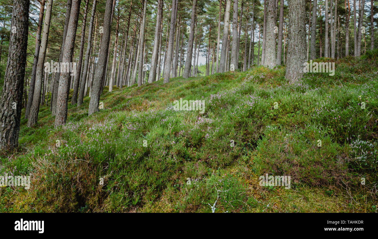 A Scottish forest floor carpeted with heather, bracken and gorse undergrowth. Stock Photo