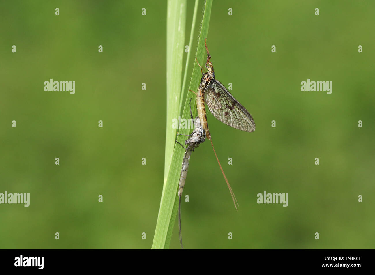 A beautiful Mayfly,  Ephemera vulgata, perching on a blade of grass next to its nymph casing that it has just emerged from. Stock Photo