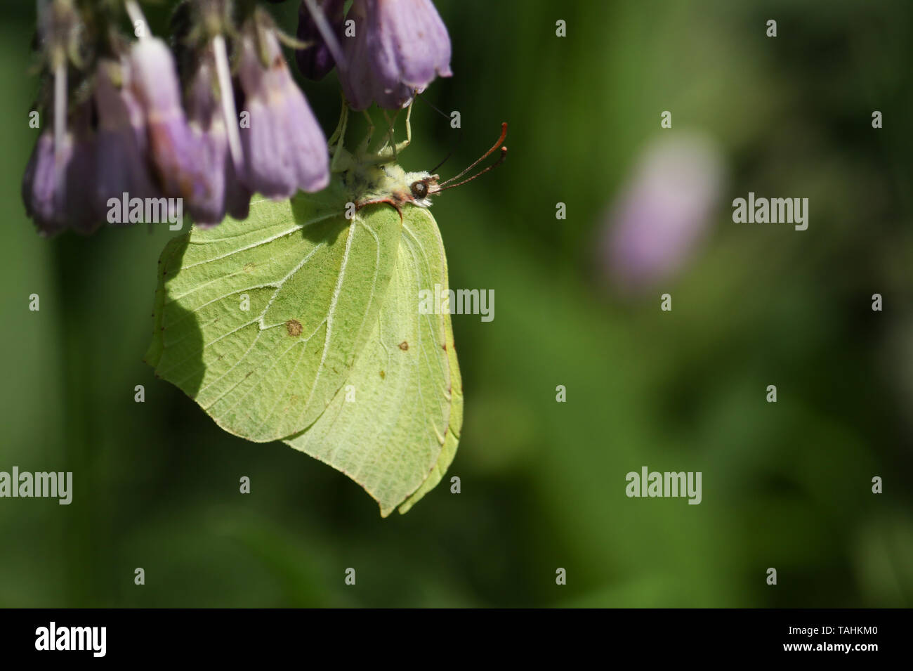 A pretty Brimstone Butterfly, Gonepteryx rhamni, nectaring on a Comfrey flower. Stock Photo